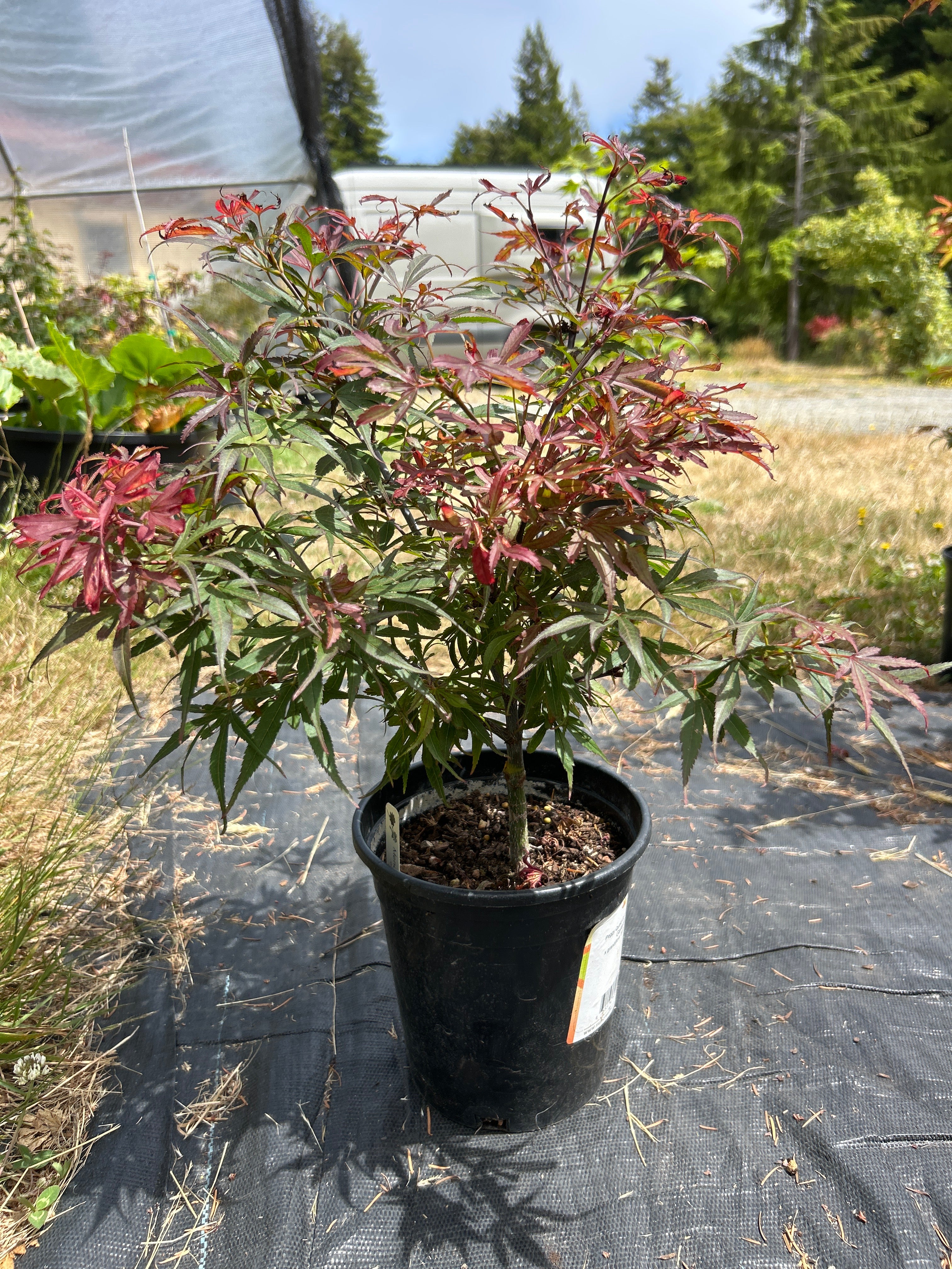 ［レア美品］BANZAI / FIREBALL II Fireball Pre Bonsai 2 Yr (#91) – Mendocino Maples Nursery