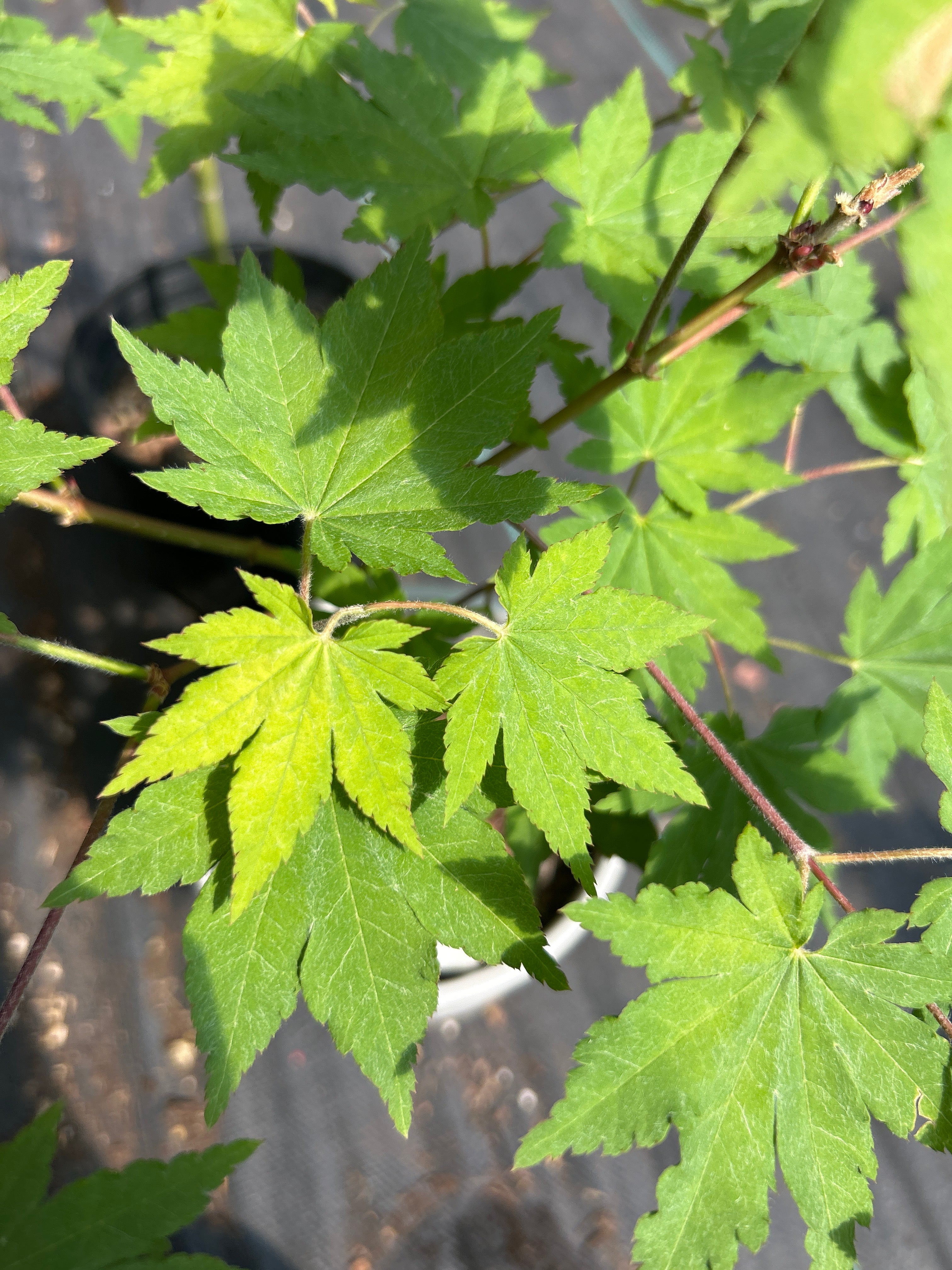 Acer Pseudosieboldianum
