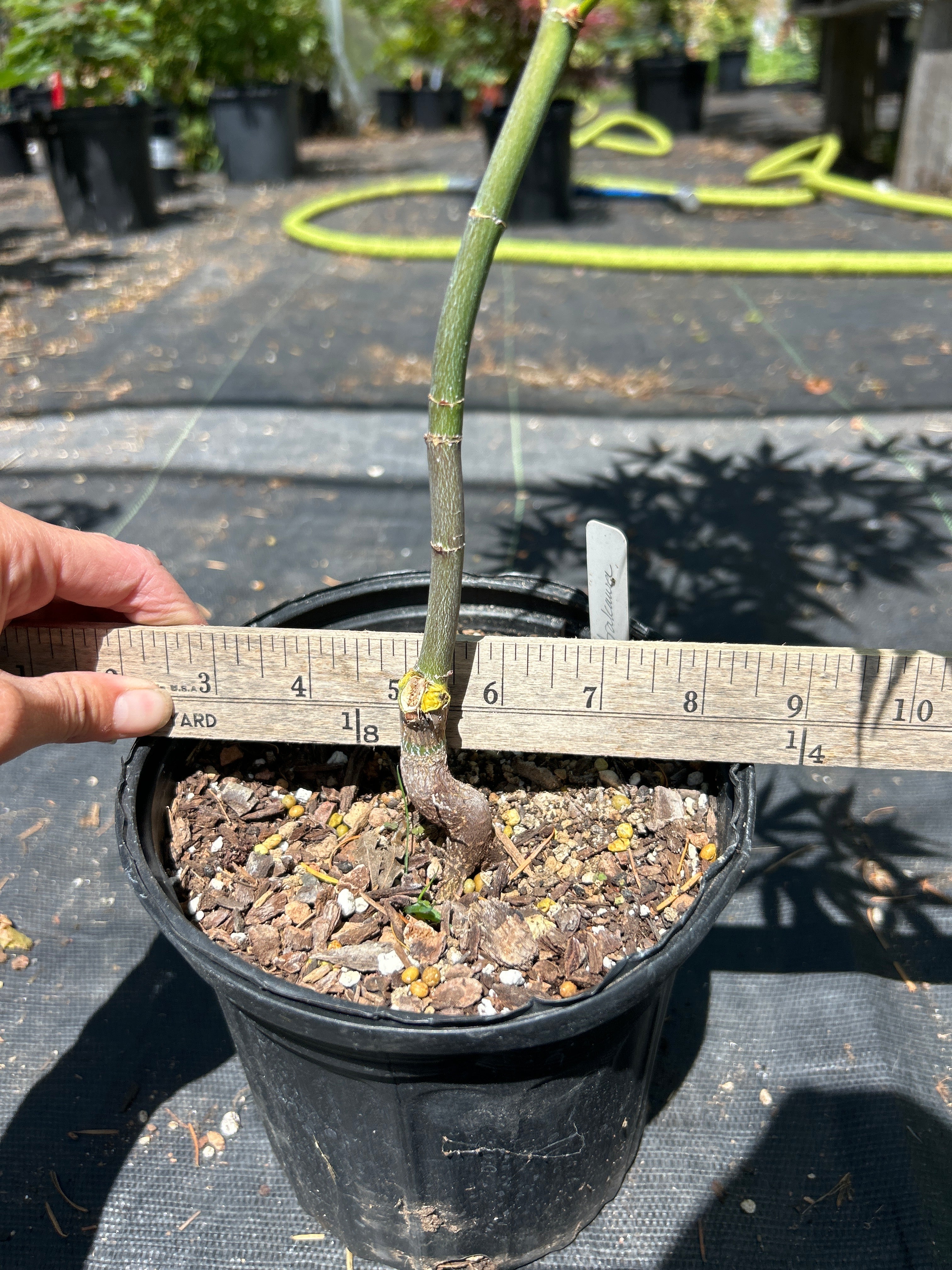 Arakawa Rough Bark Maple - Pre-Bonsai 2 year (#62)