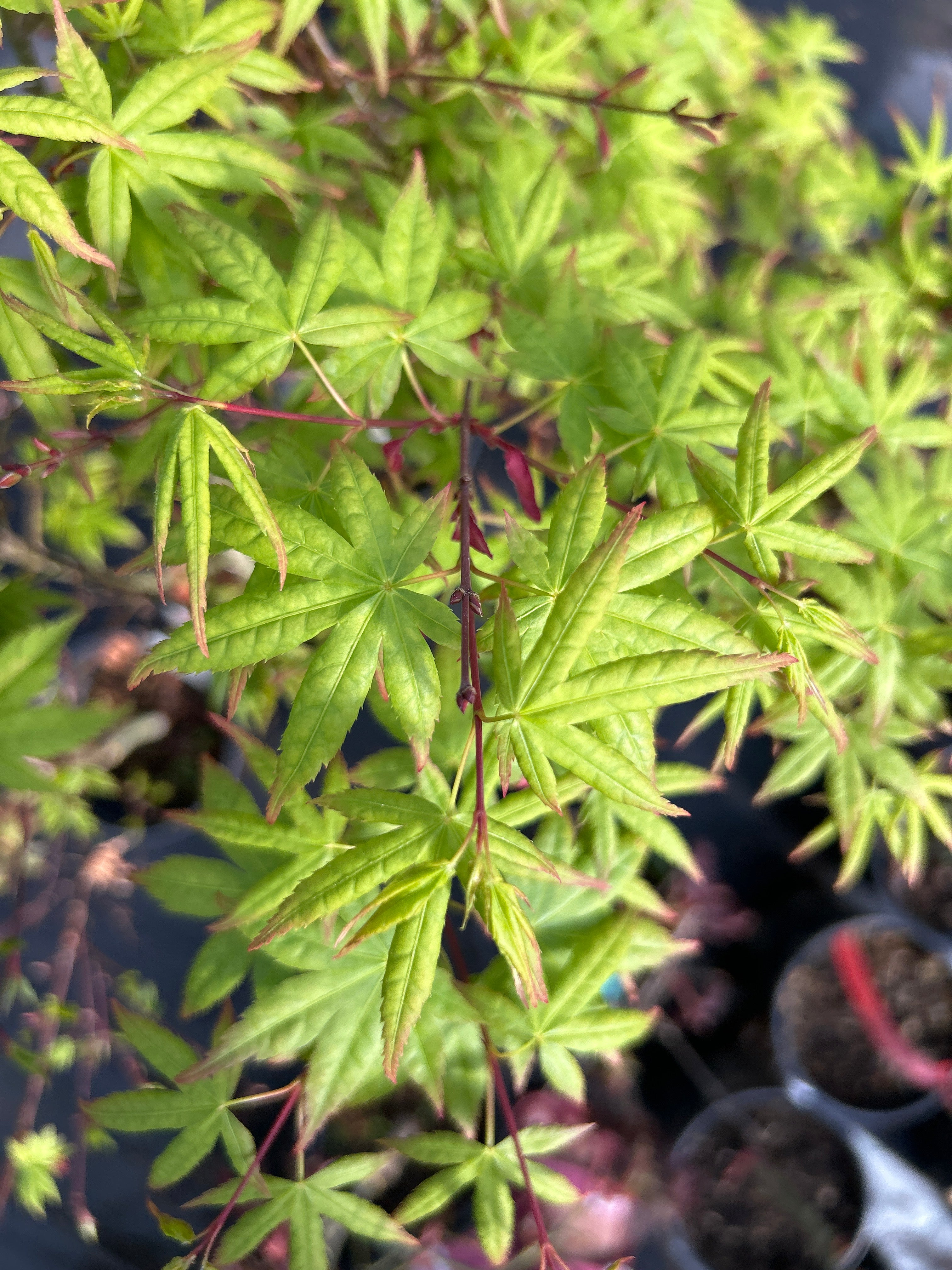 Tsukasa Silhouette – Mendocino Maples Nursery