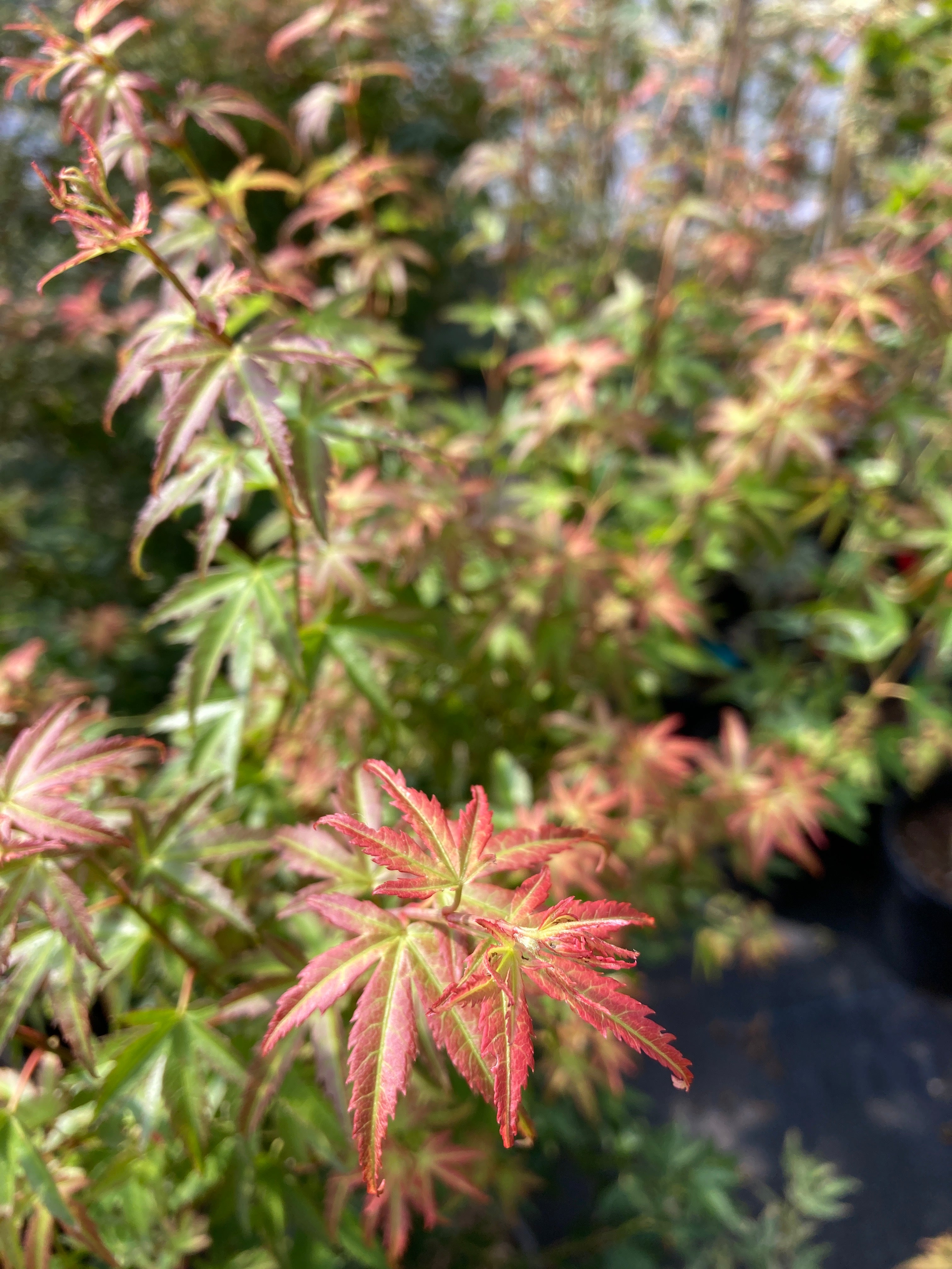 Akajii nishiki / Bonfire