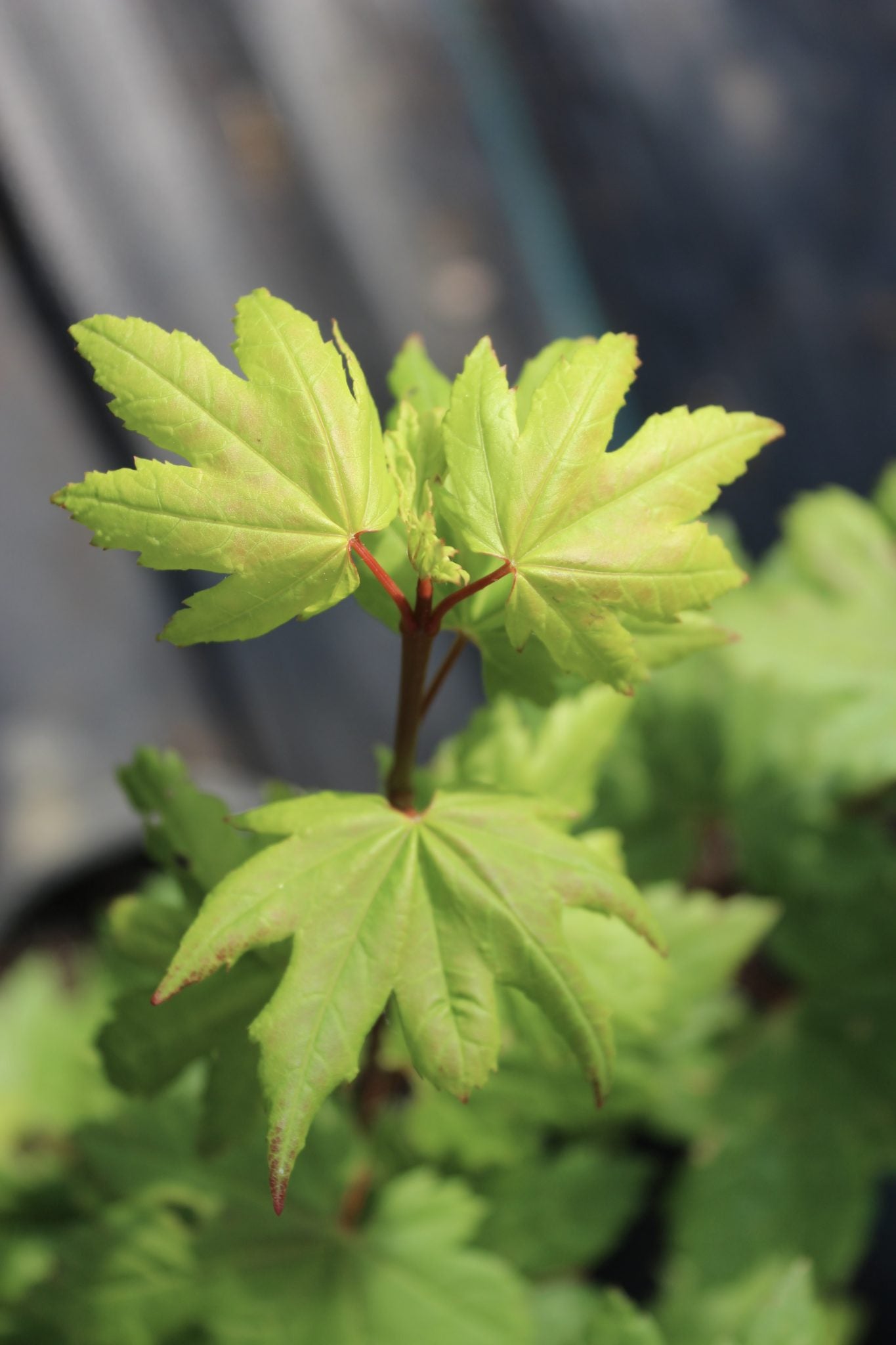 Acer circinatum Little Gem