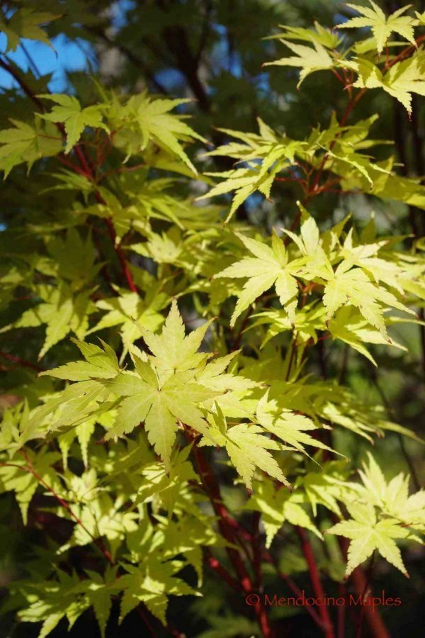 Coral Bark Japanese Maple - 2