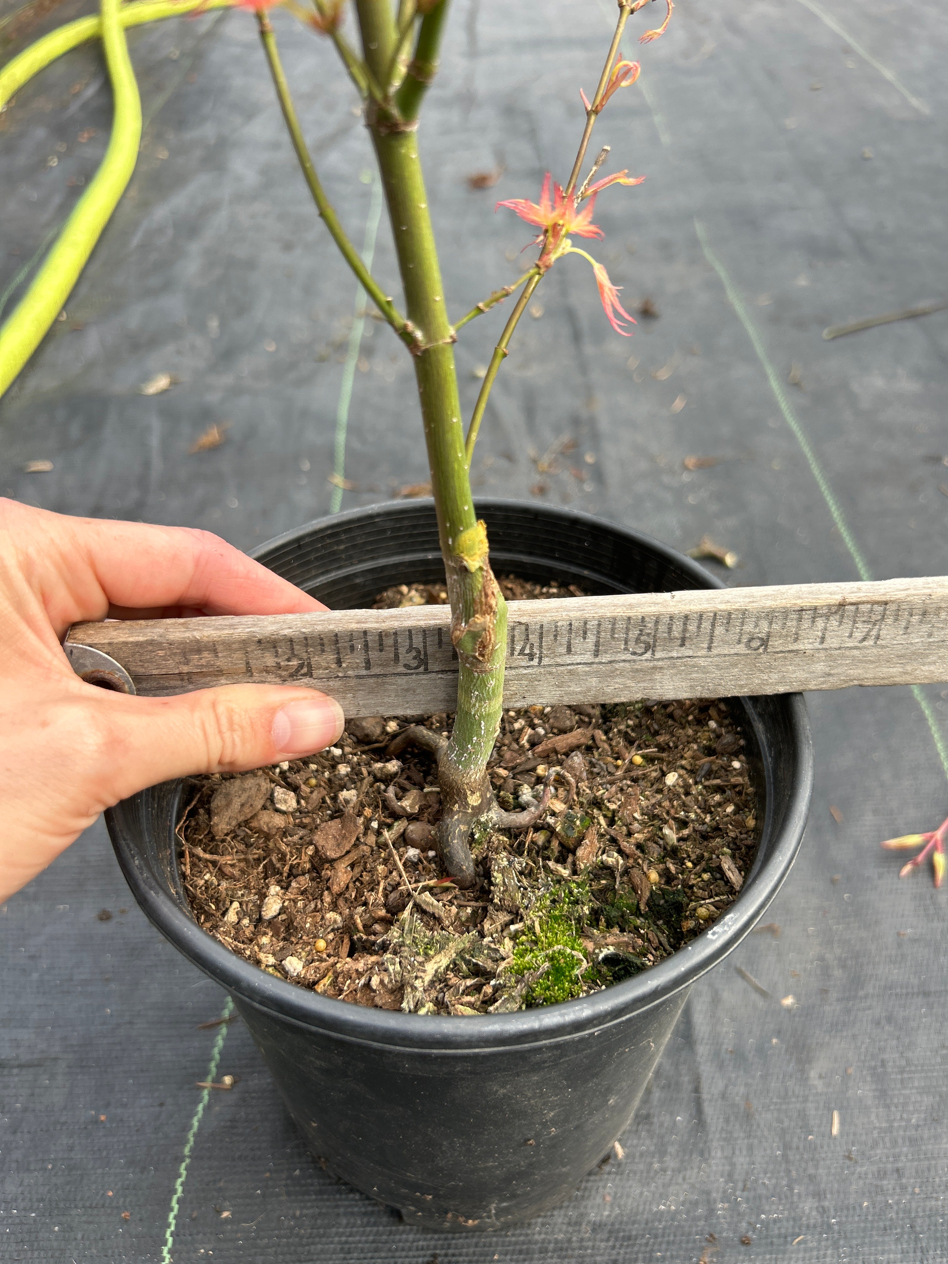 Wilson’s Pink Dwarf pre bonsai 2 year (#917)