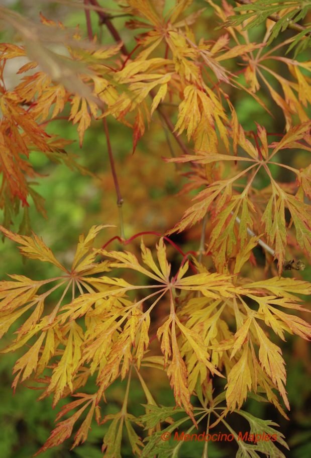 A. japonicum Green Cascade - color variation 2