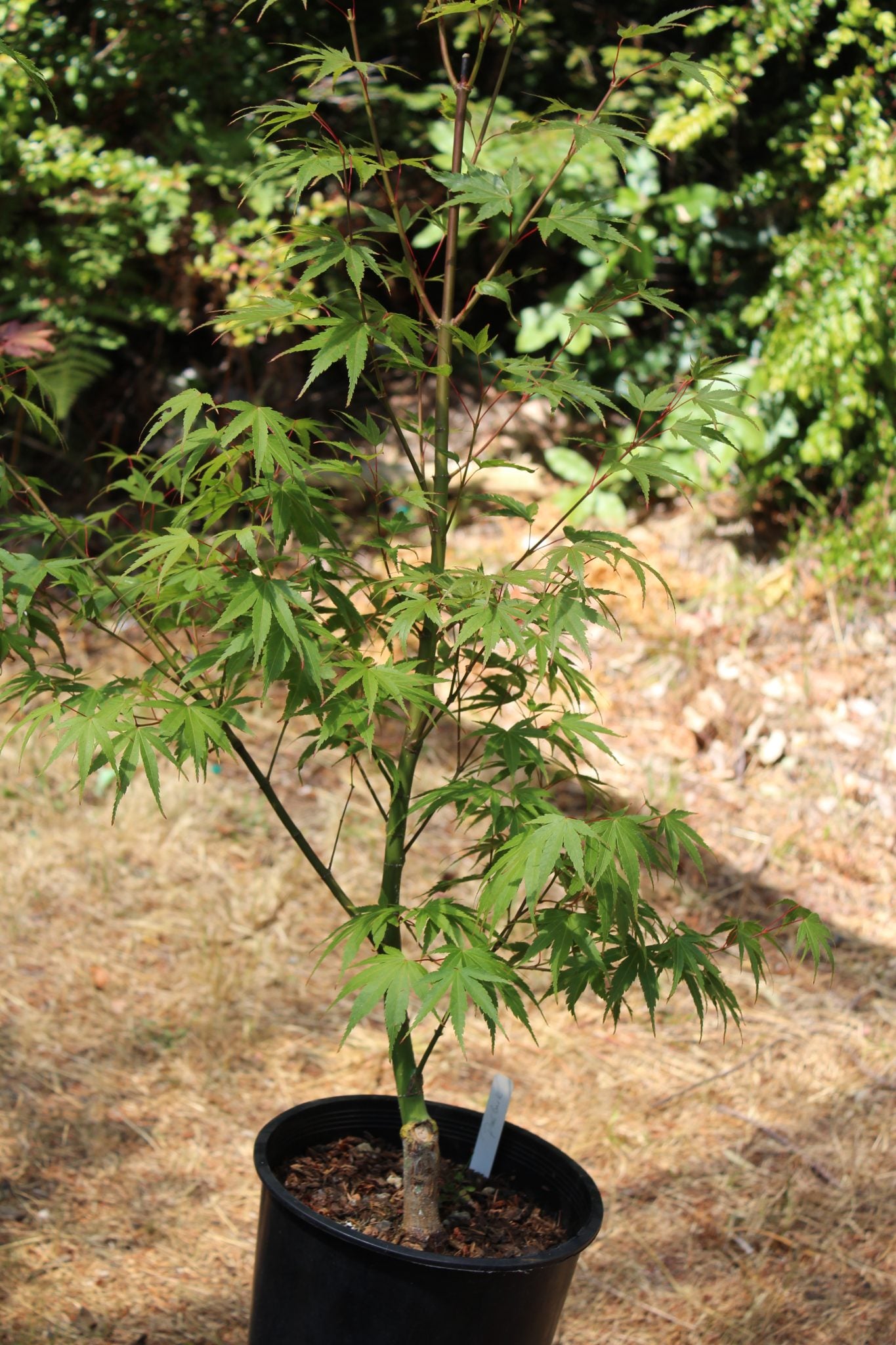 Pine Bark Nishiki Gawa (4 Yr) Pre Bonsai (#791)