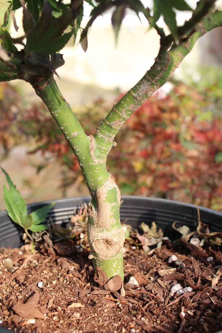 Mikawa Yatsubusa 4-5 Yr Pre Bonsai (#621)