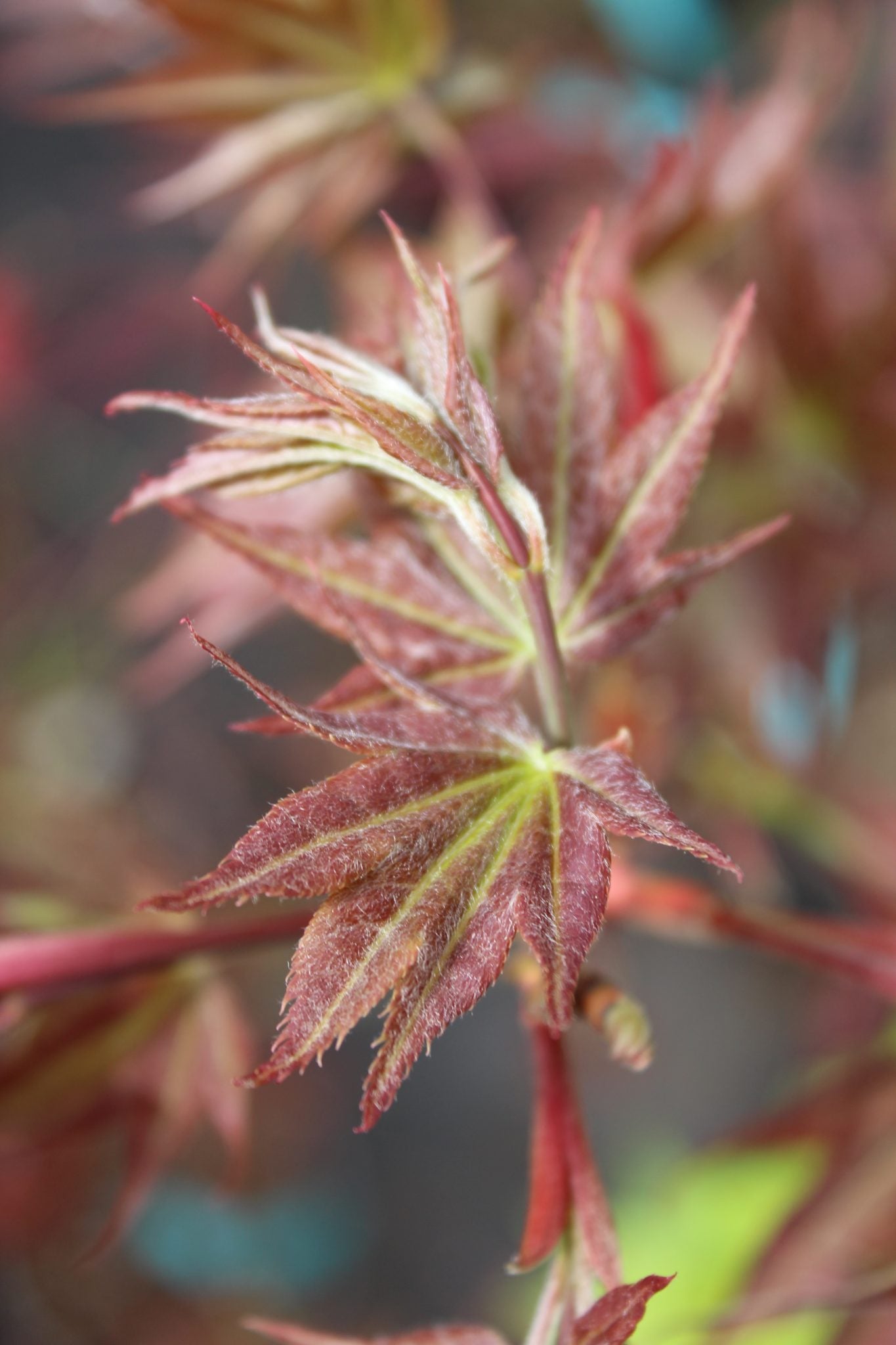 Ruby Stars (Beni Hoshi)