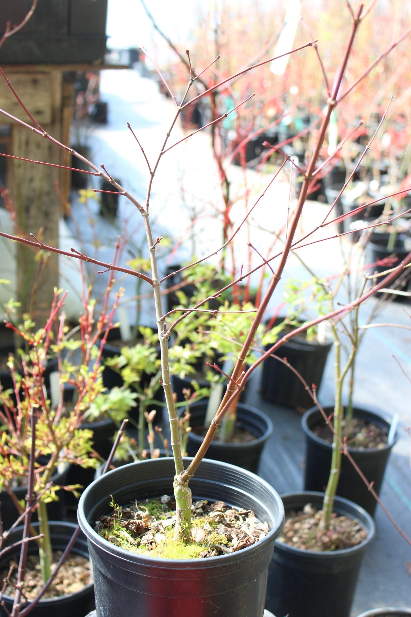 Shindeshojo Pre-Bonsai 2-3 Yr. (#820)