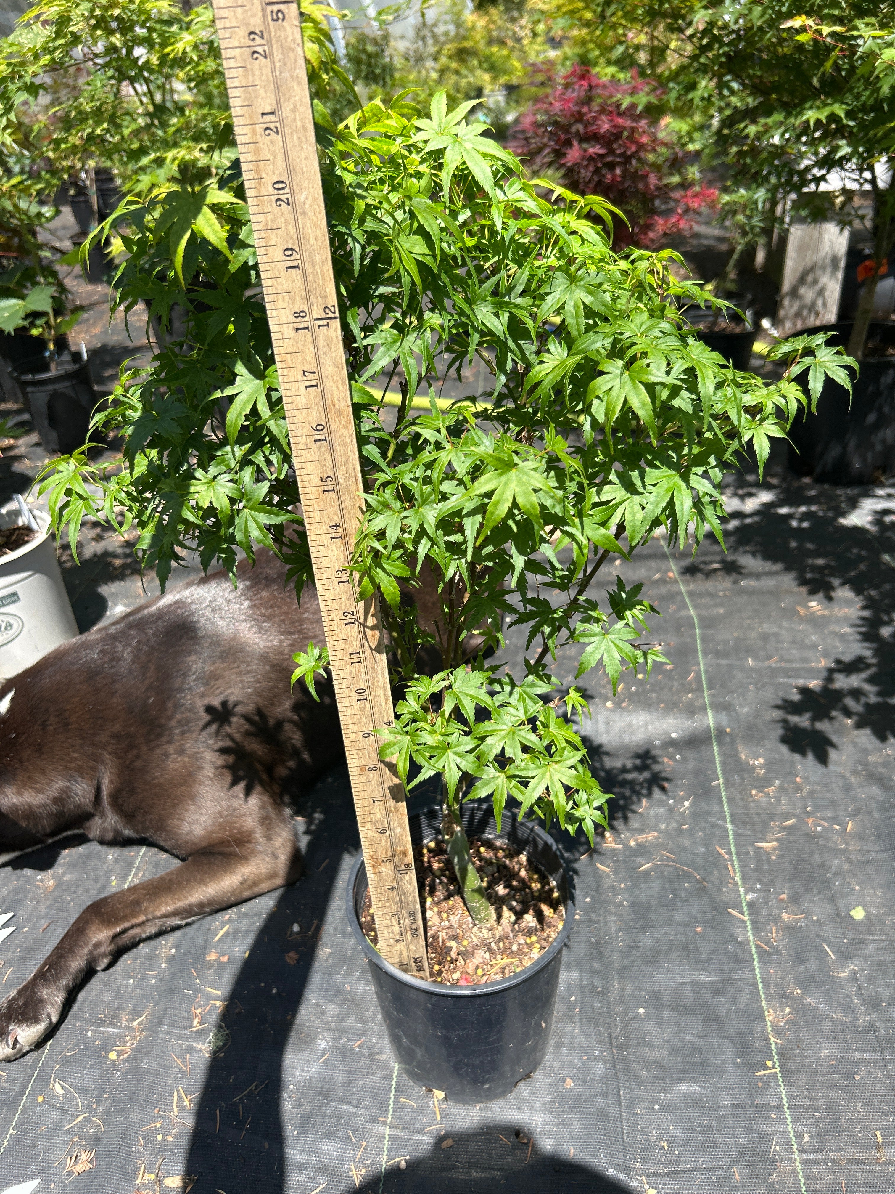 Lima Gold 3 yr Pre Bonsai (#56)