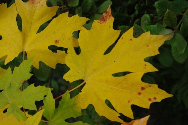 Acer macrophyllum Rubrum -2