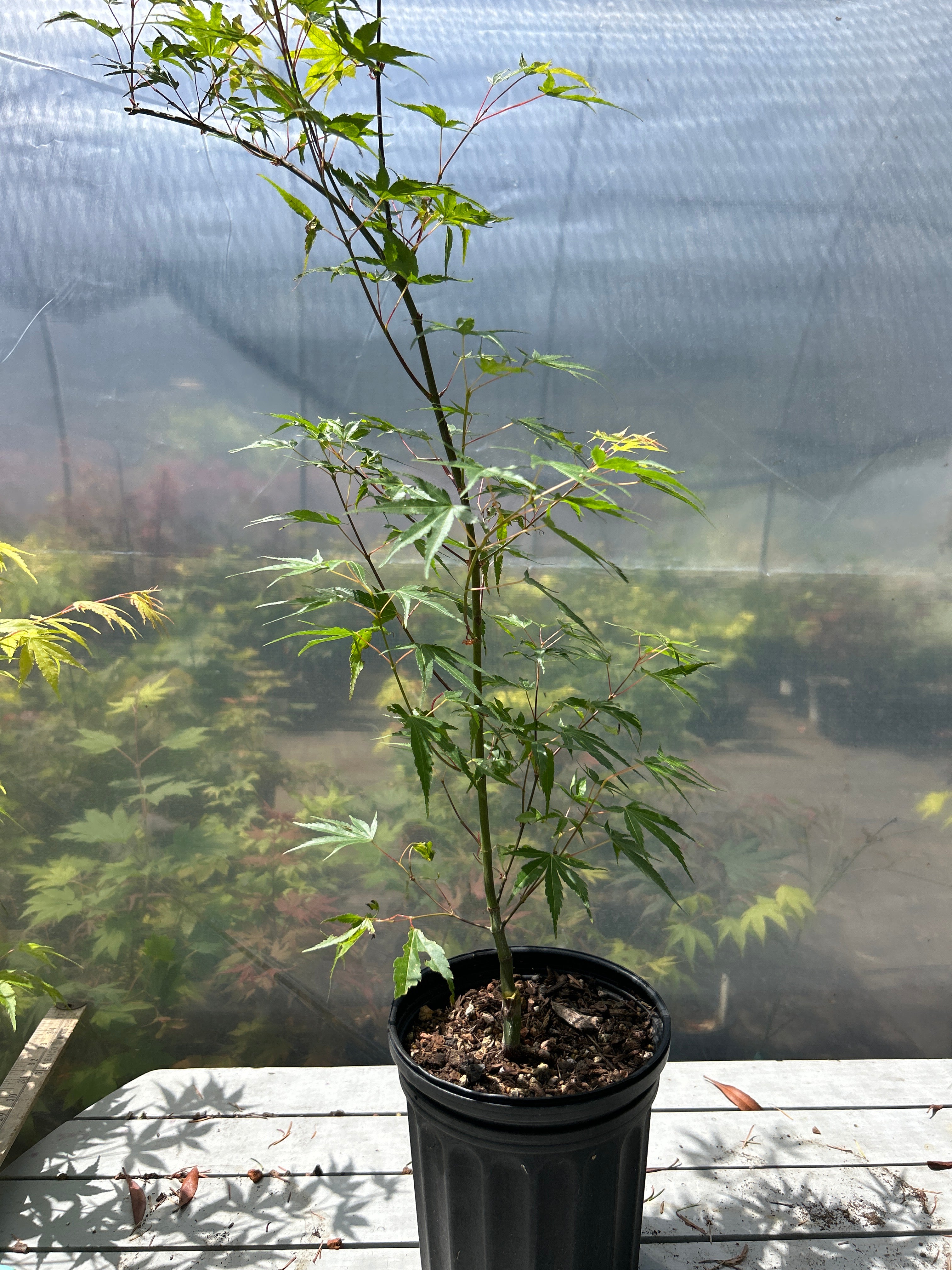 Arakawa Rough Bark Maple- 1-2 yr Pre-Bonsai (#956)