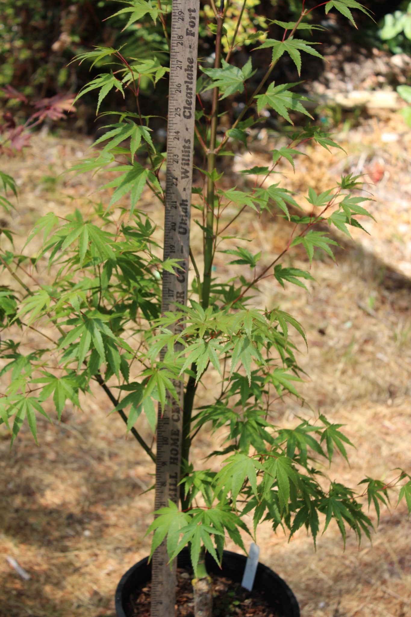 Pine Bark Nishiki Gawa (4 Yr) Pre Bonsai (#791)