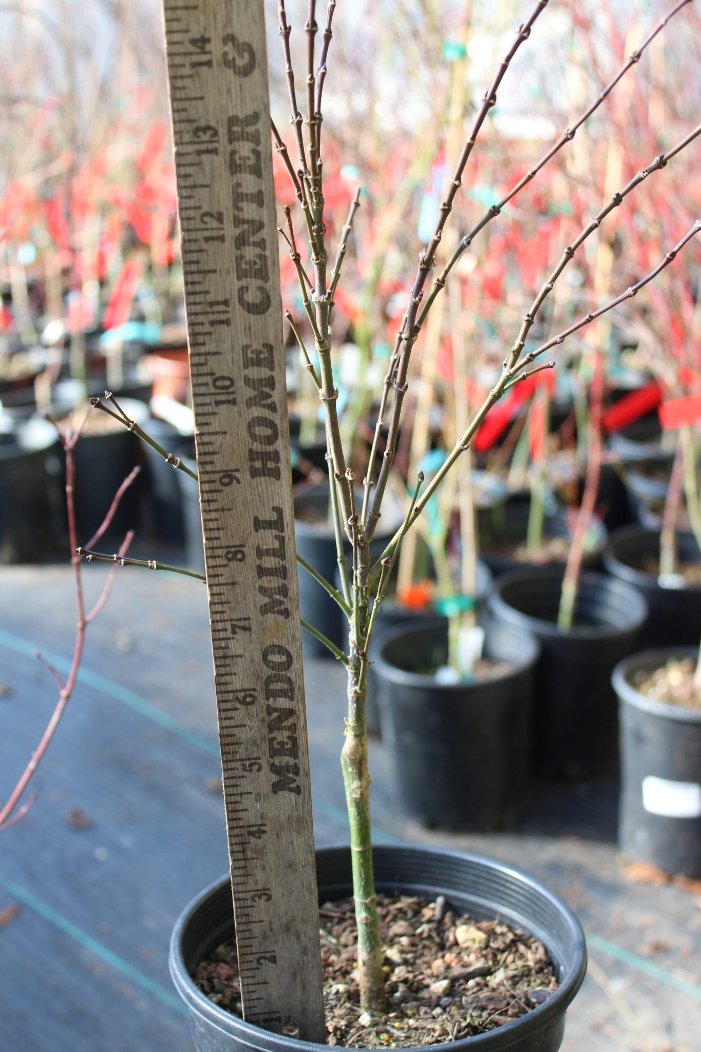 Lima Gold 2 yr Pre Bonsai (#805)