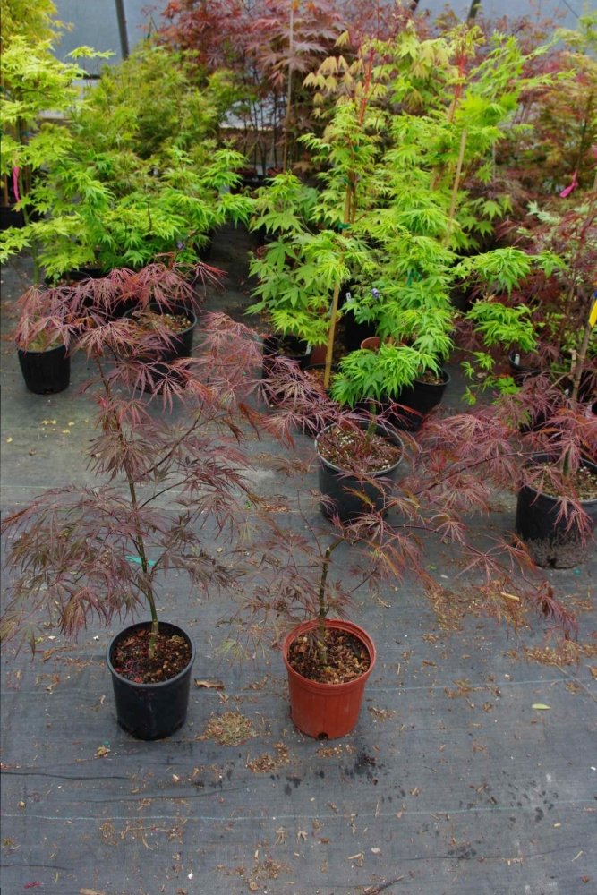 Two Japanese Lace Leafs Maple Grab Bag