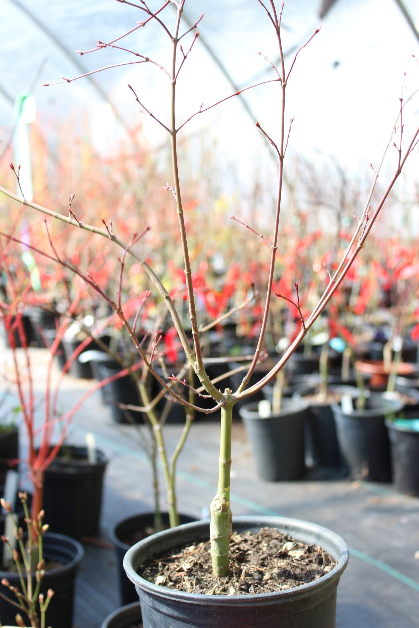 Beni Maiko Pre Bonsai 3-4 yr (#816)