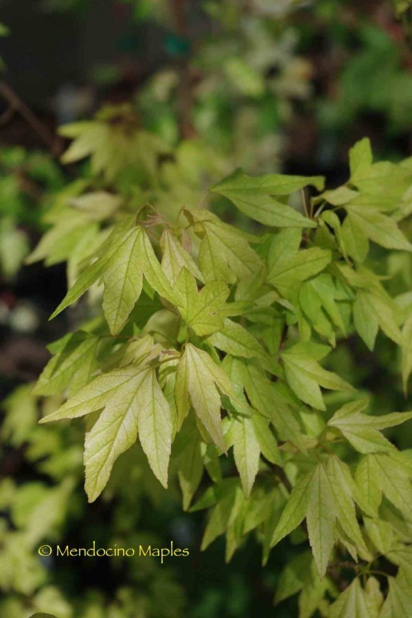 A. buergerianum Eastwood Cloud