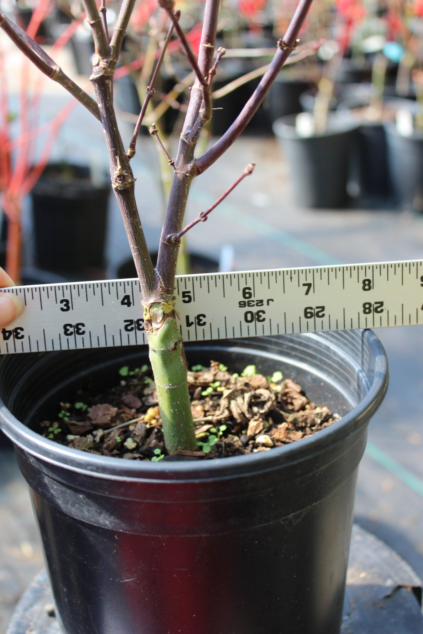 Pixie Pre Bonsai 2-3 yr (#813)