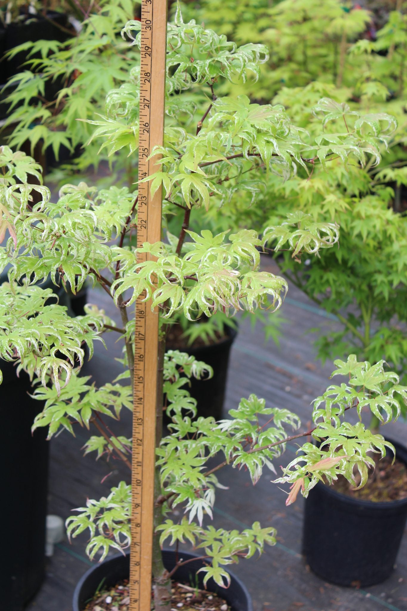 Ukigumo Pre-Bonsai 6 Yr Pre Bonsai (#772)