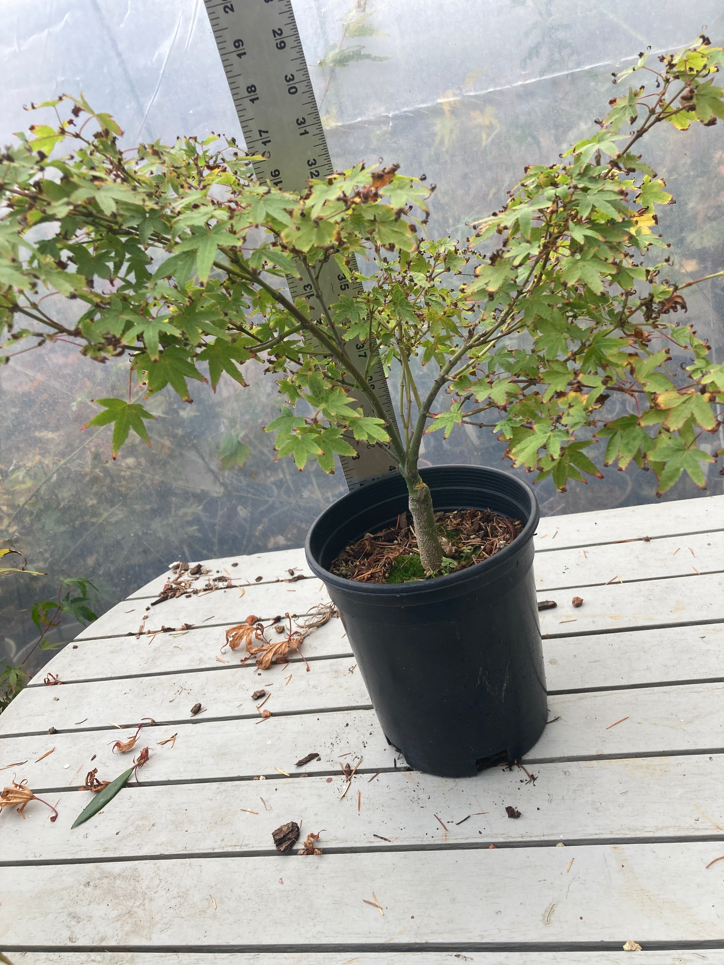 Murasaki Kiyohime 2-3 Year Pre Bonsai (#655)