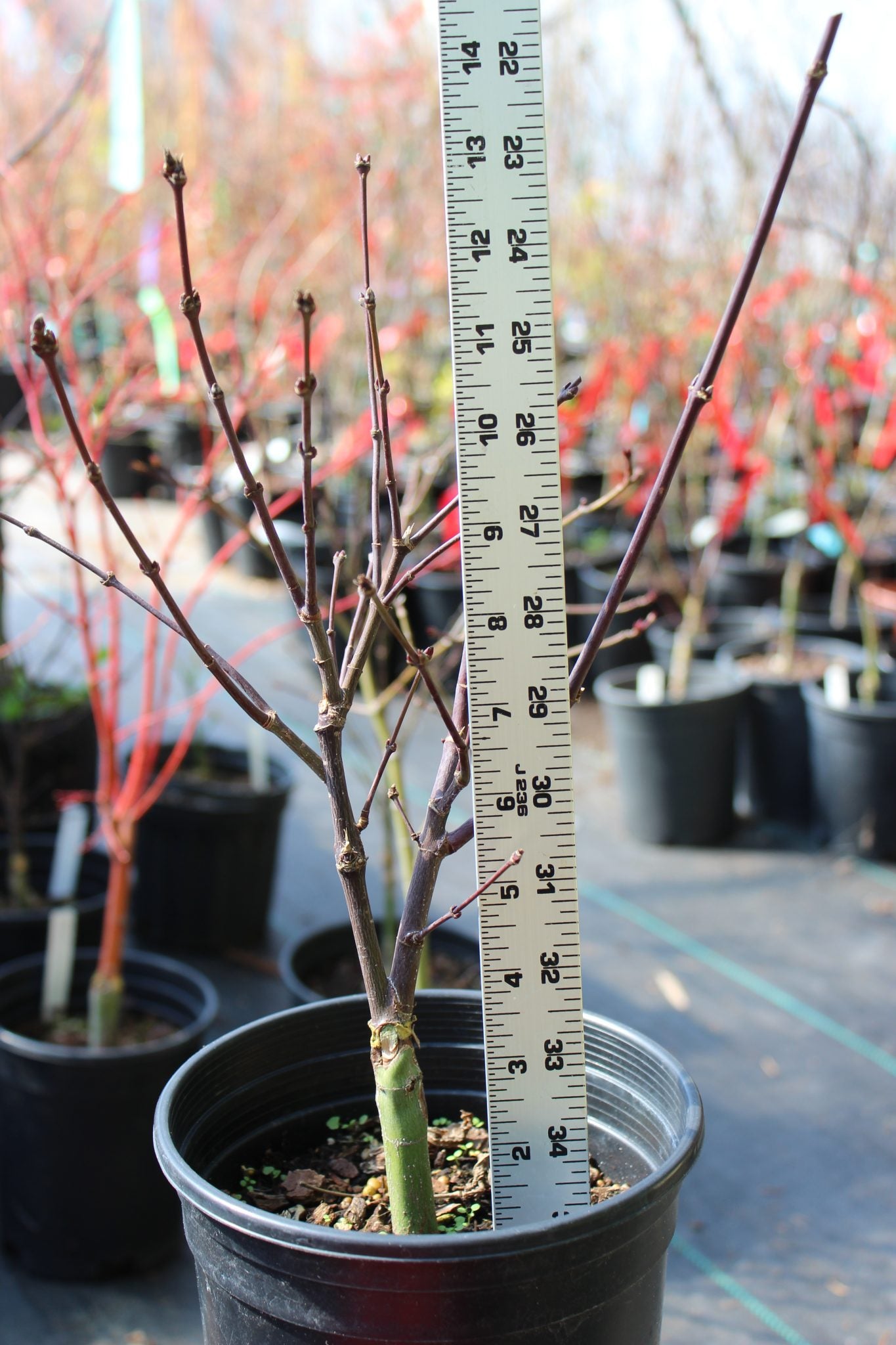 Pixie Pre Bonsai 2-3 yr (#813)