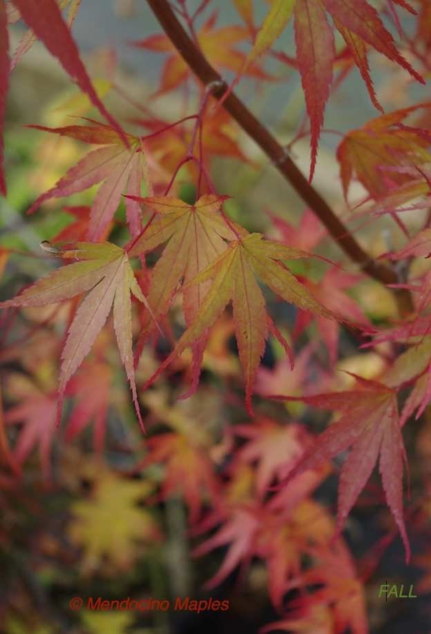 Pine Bark Maple Nishiki gawa