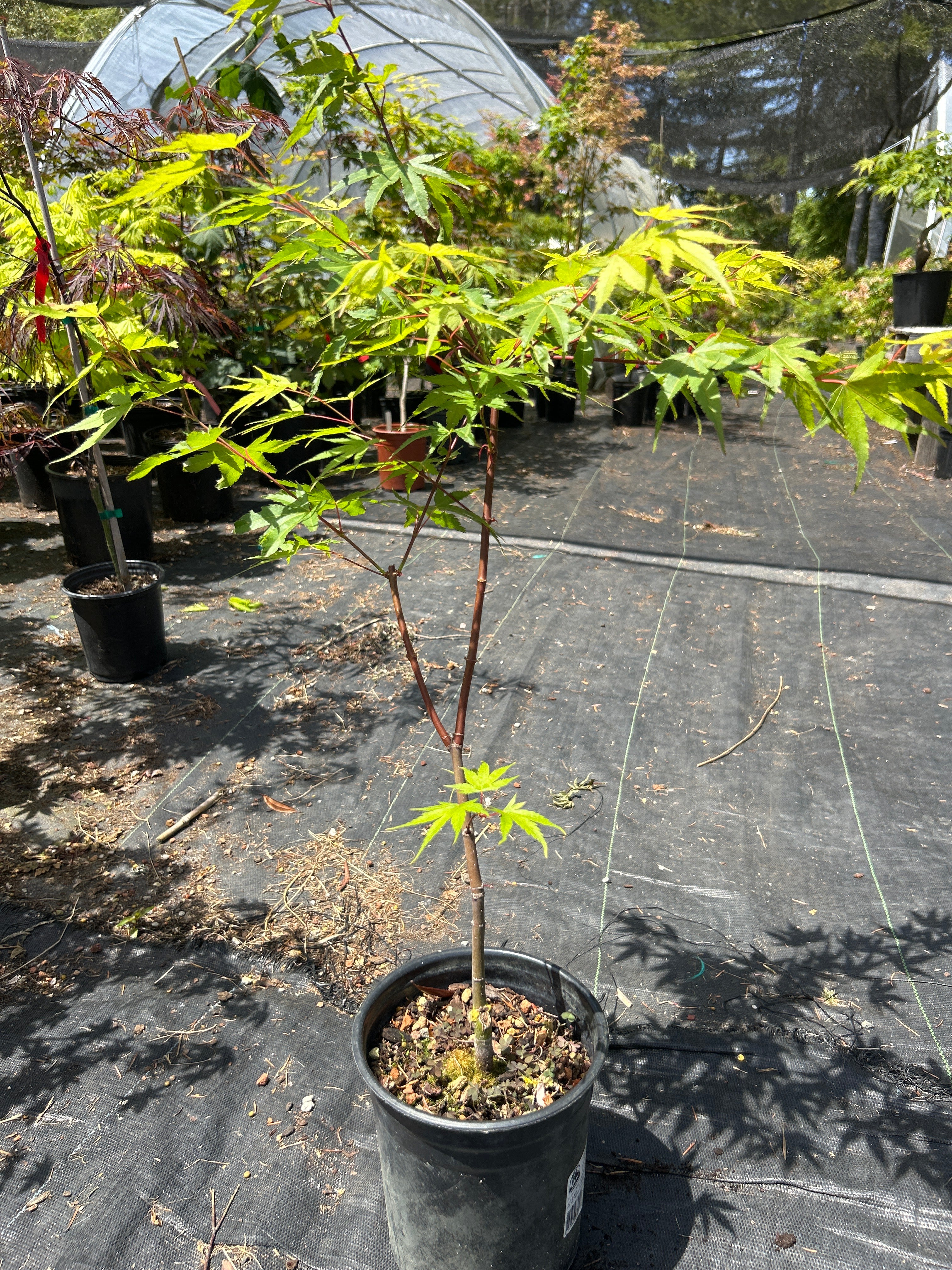 Pine Bark Nishiki Gawa (1-2 Yr) Pre Bonsai (#959)