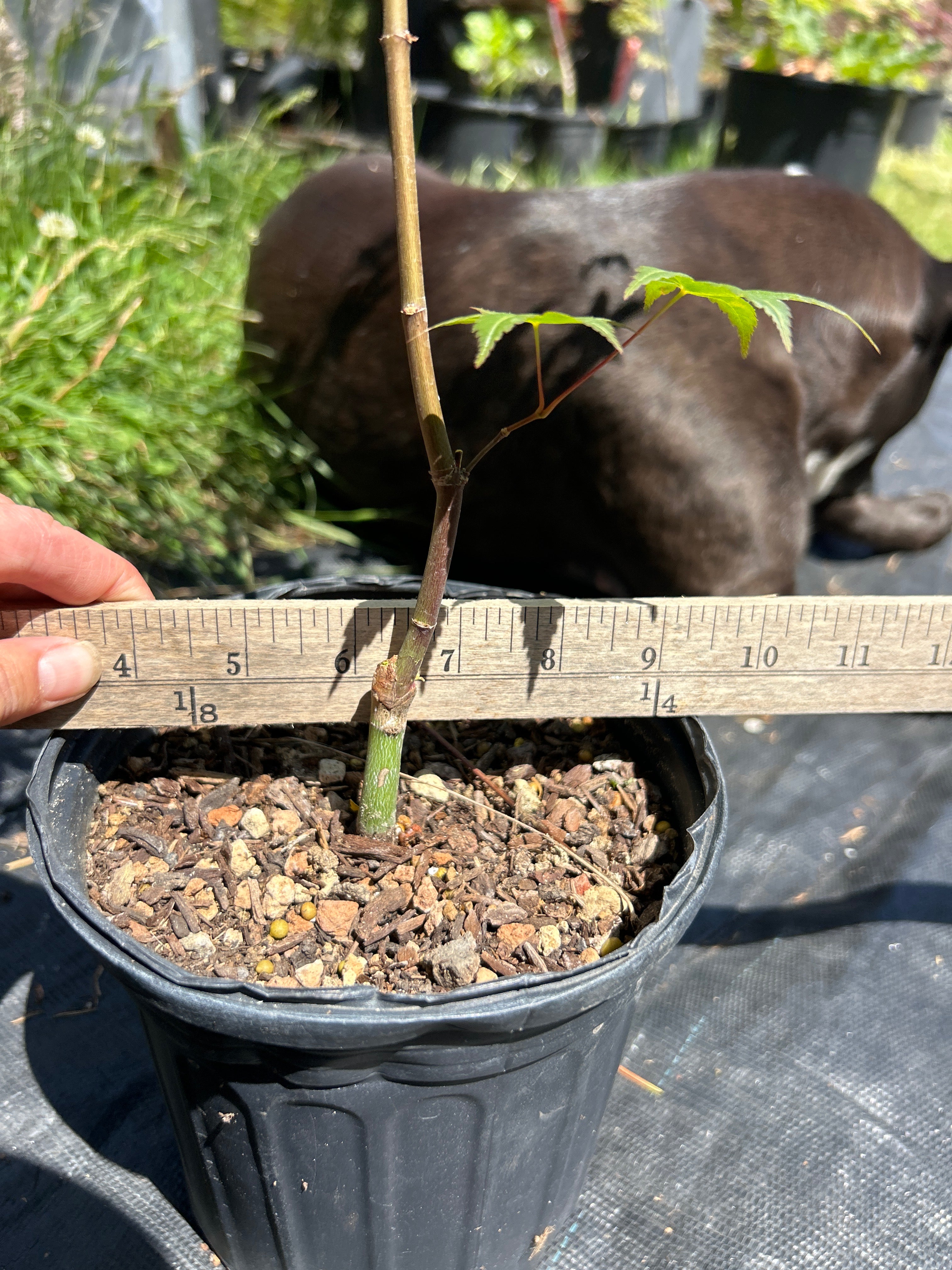 Seigen Pre-Bonsai 1-2 Year (#66)