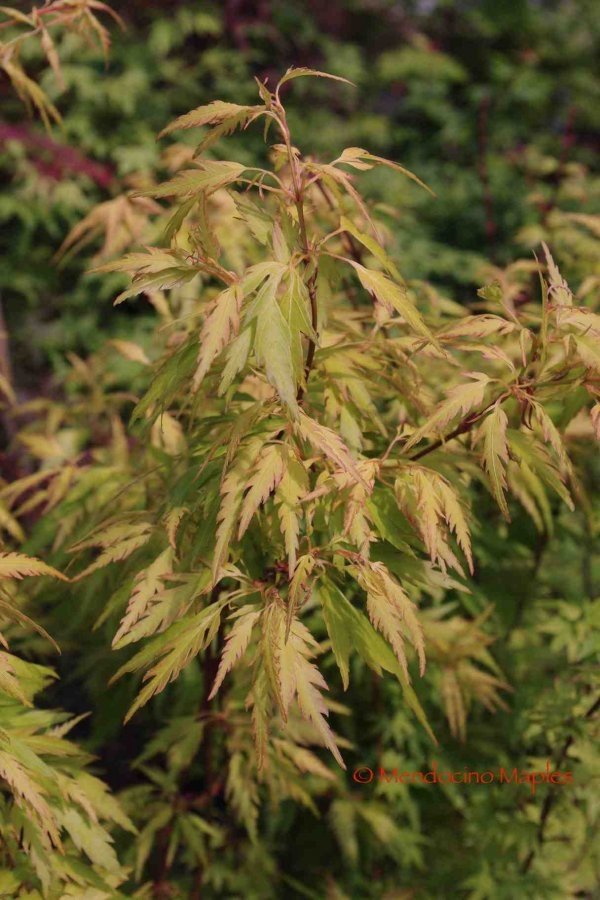 Hanezu hagoromo