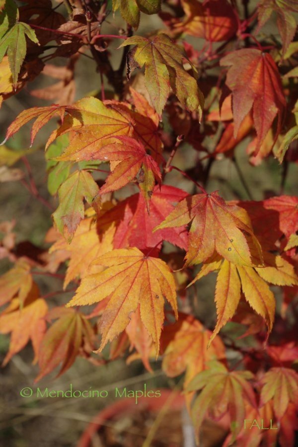 Russlyn in the Pink - 2