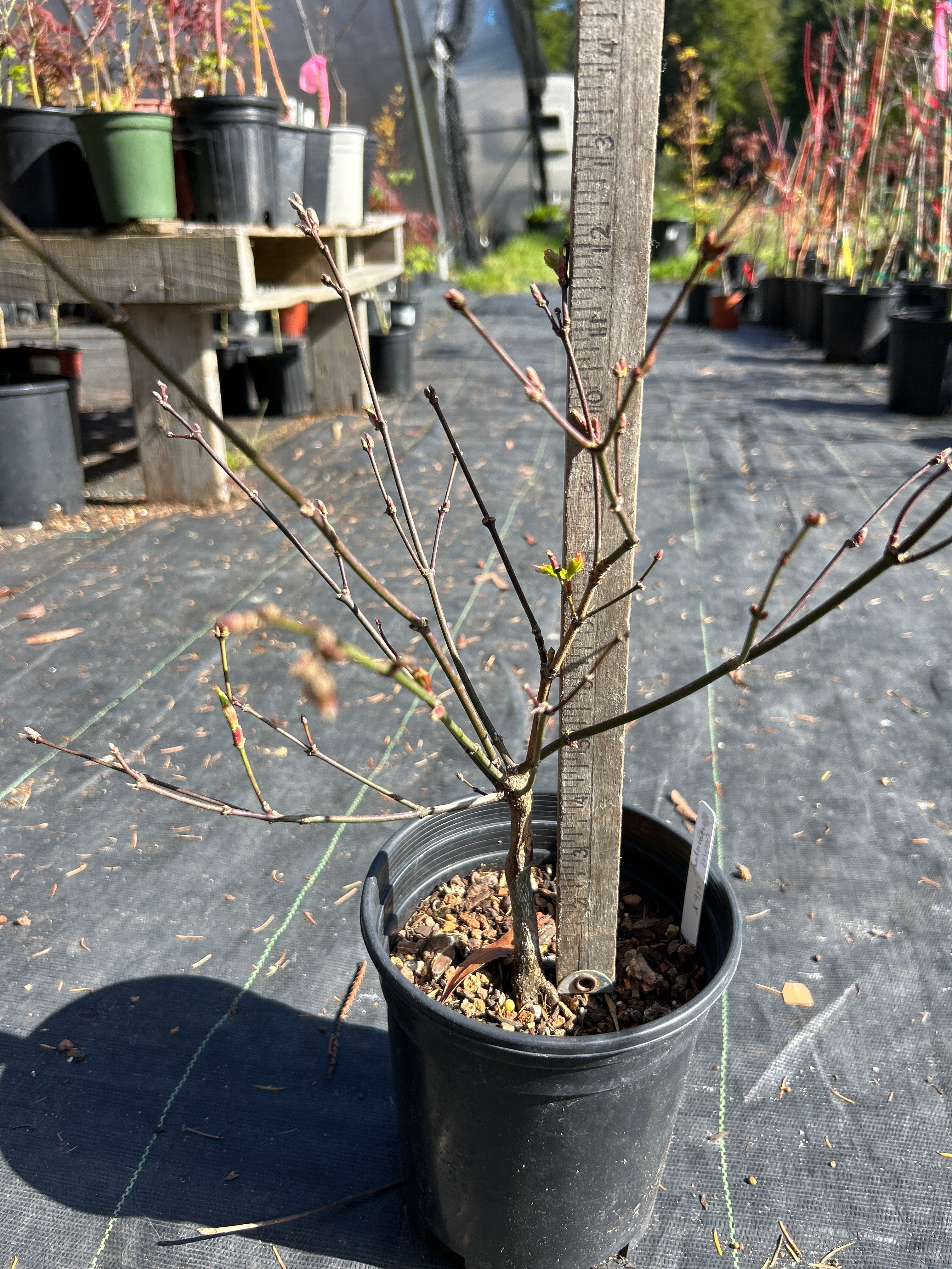 Autumn Moon 2-3 Yr Pre Bonsai (#918)
