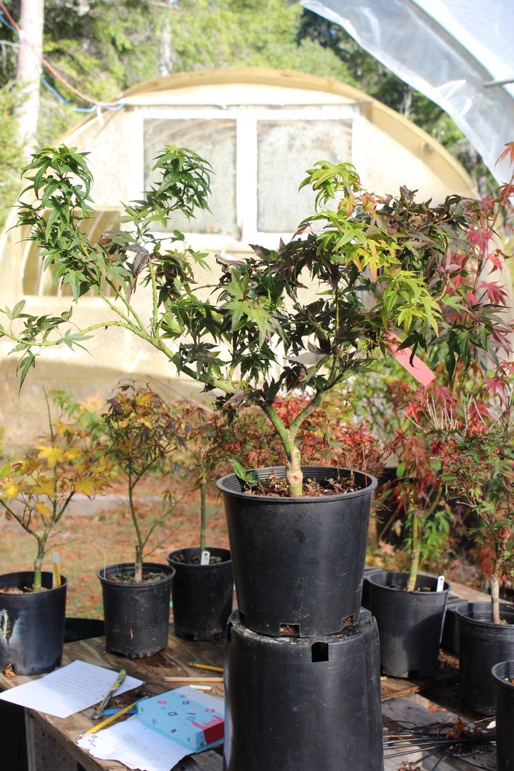 Mikawa Yatsubusa 4-5 Yr Pre Bonsai (#621)
