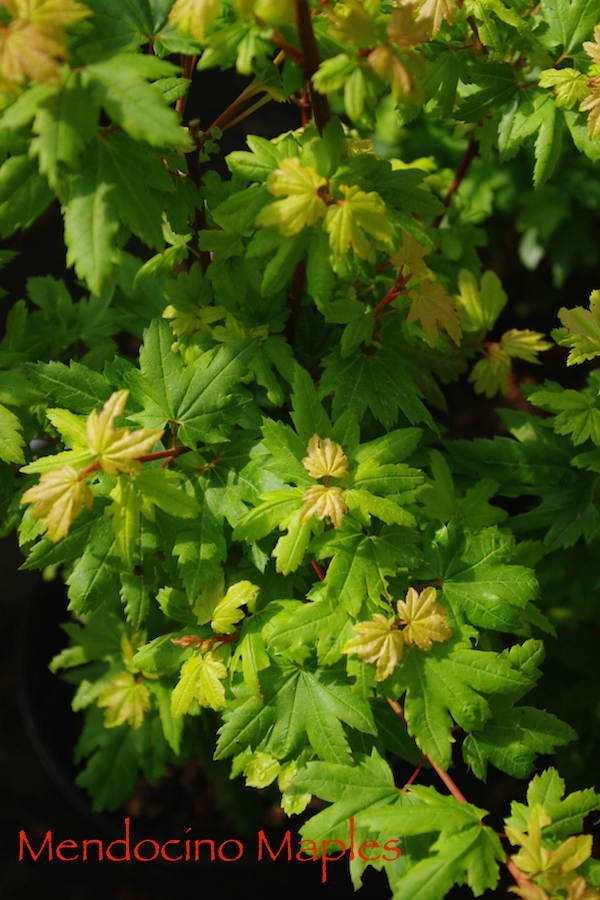 Acer circinatum Baby Buttons