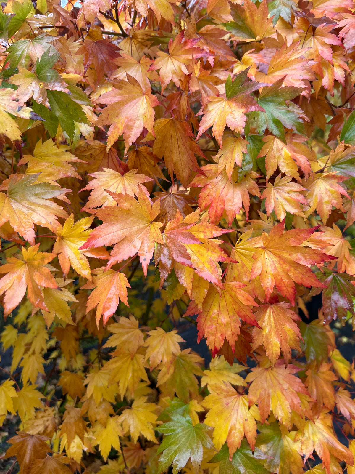 Acer sieboldianum Seki no kegon