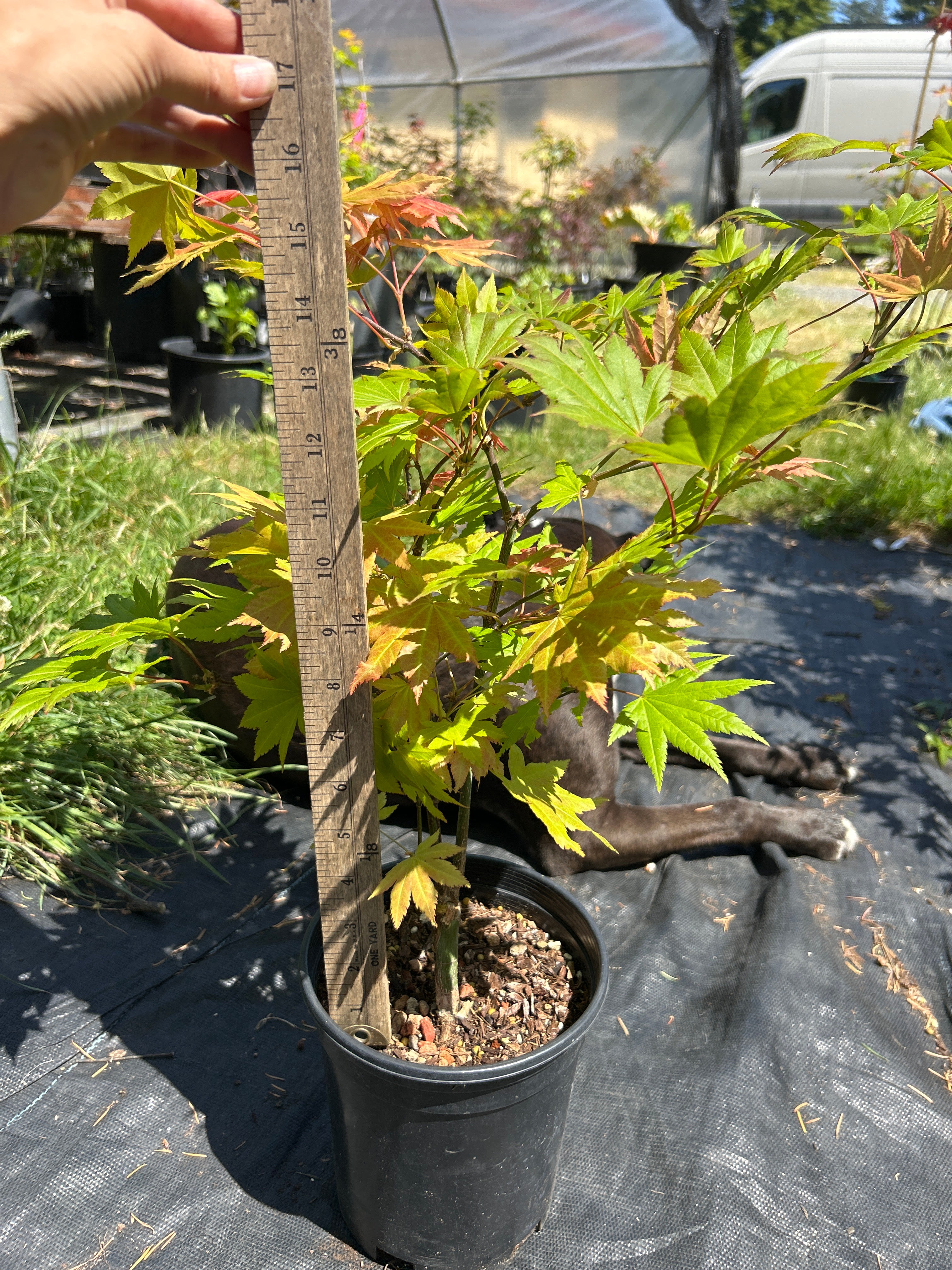 Autumn Moon 2 Yr Pre Bonsai (#68)