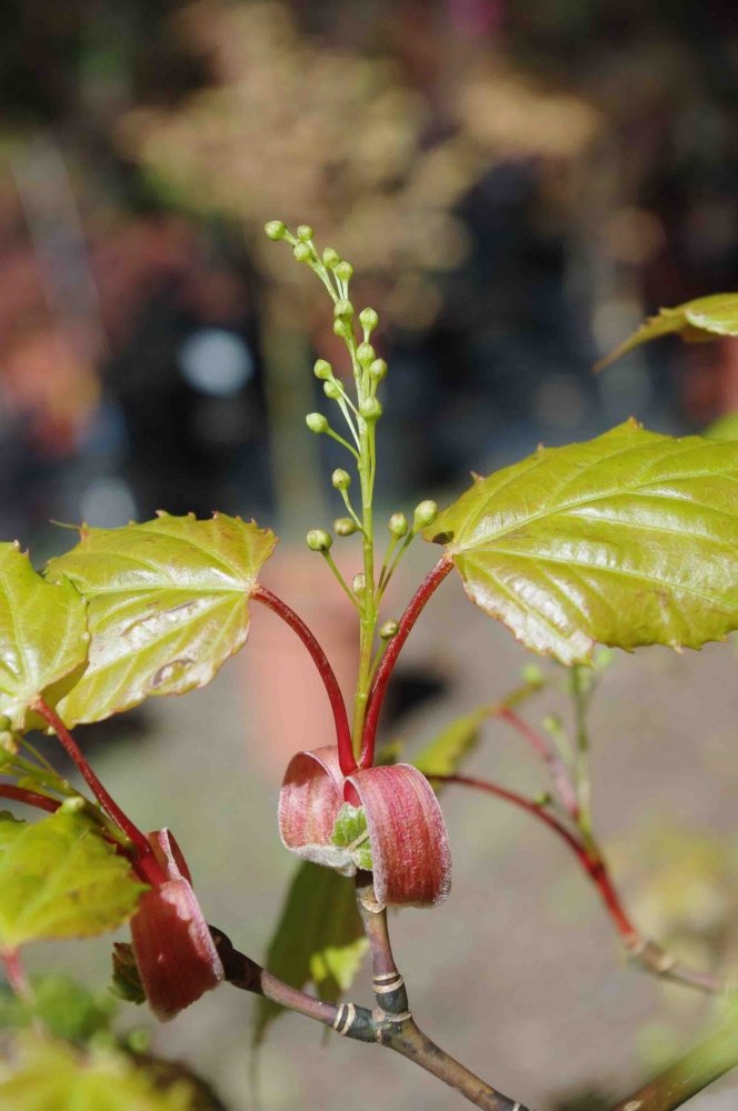 Acer rubescens - 2