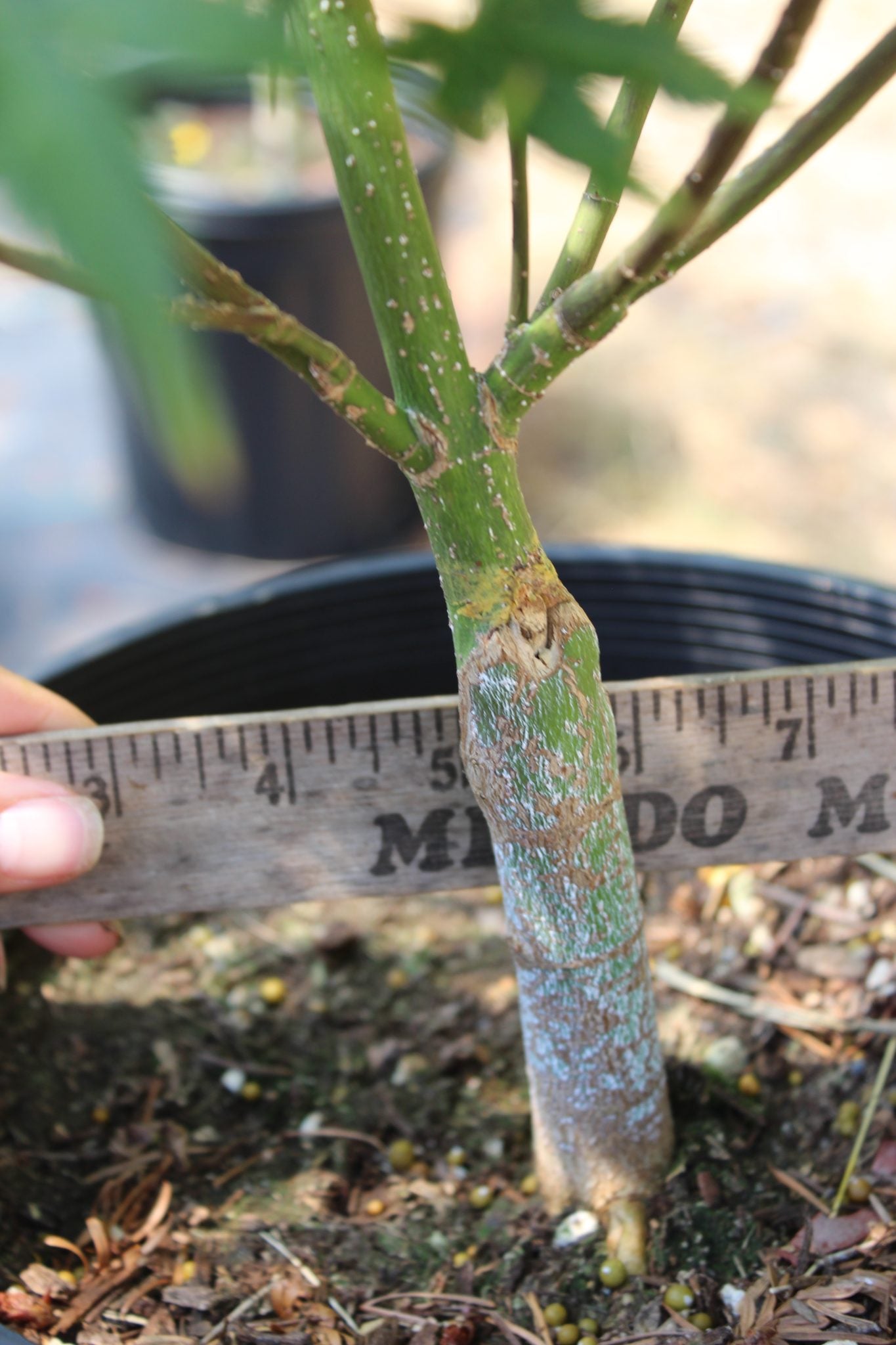 Murasaki Kiyhome Pre Bonsai 4 yr (#787)