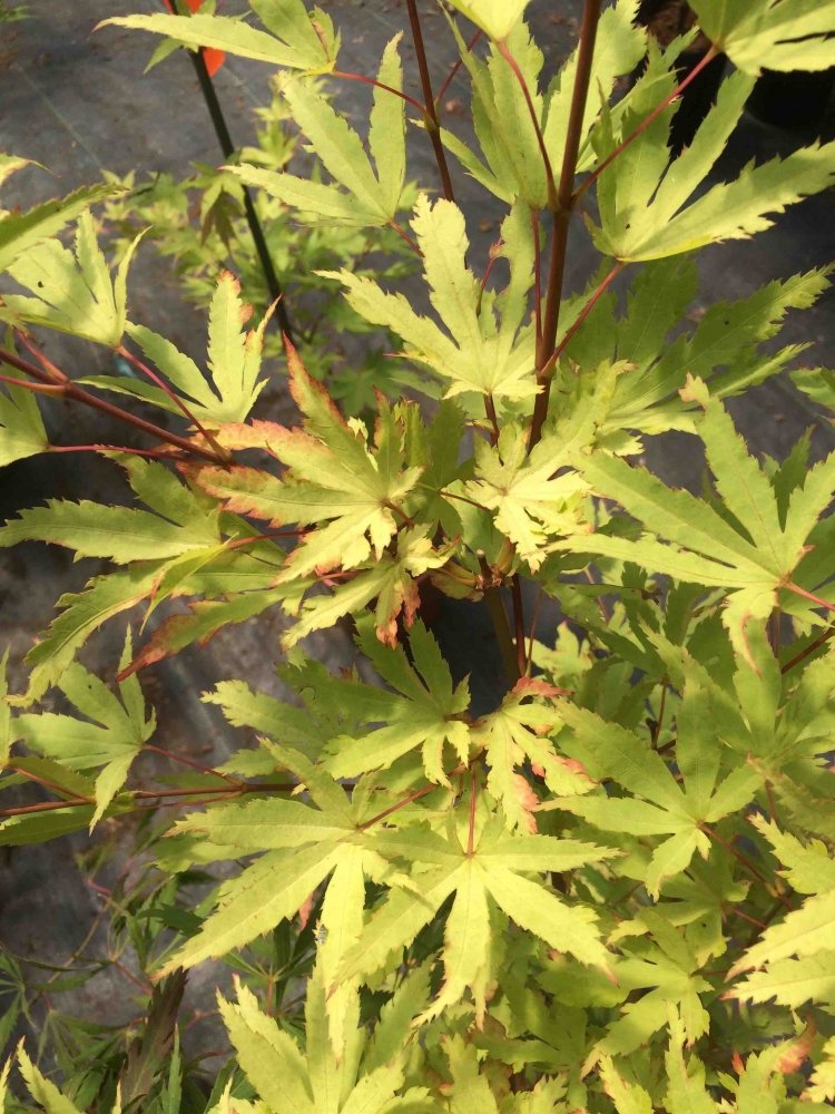 Mendocino Sunrise - 2