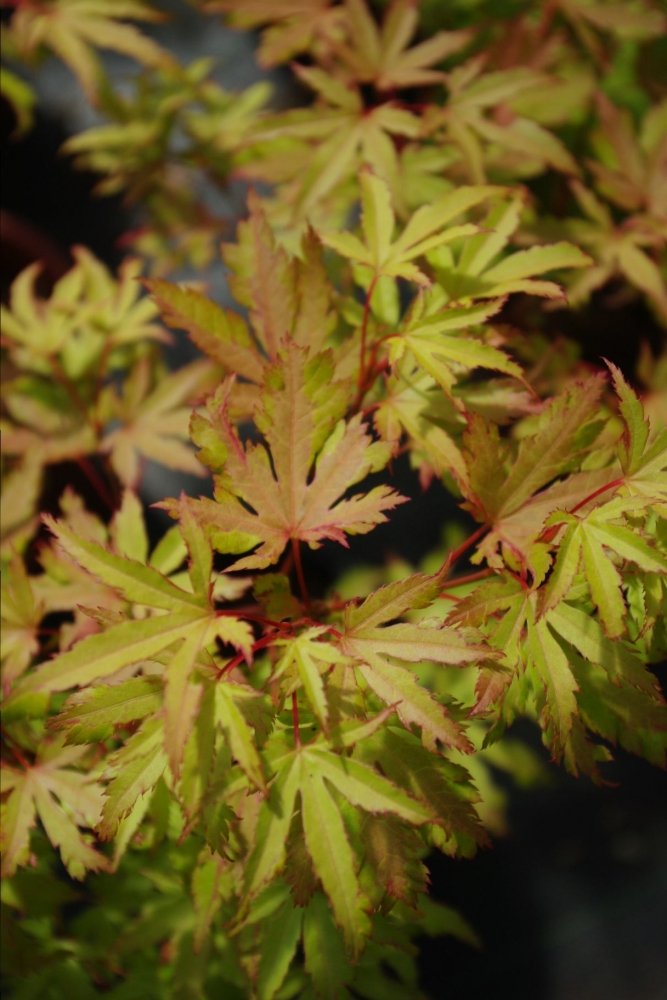 Mendocino Sunrise - 5