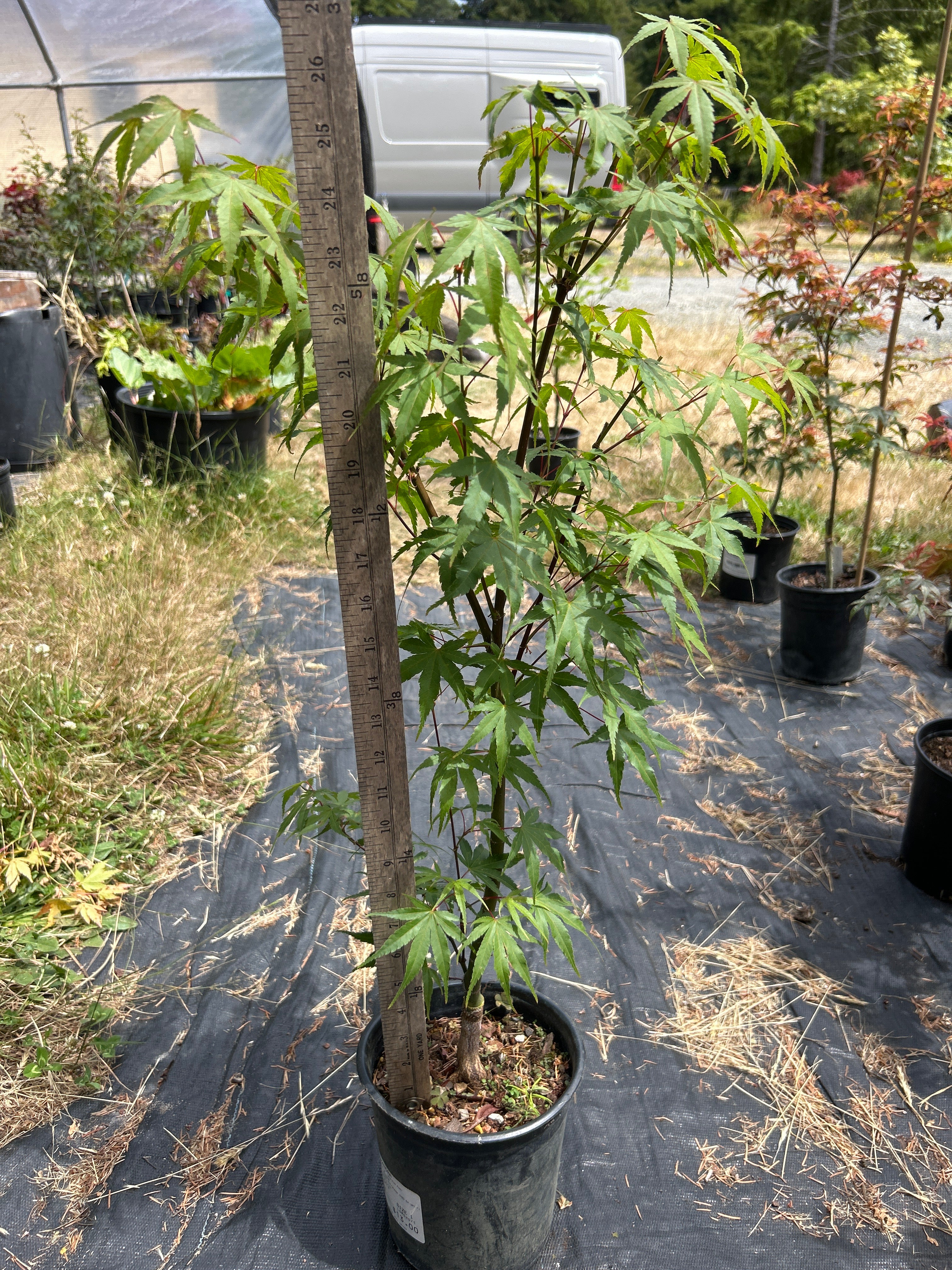 Arakawa Rough Bark Maple- 2-3 yr Pre-Bonsai (#80)
