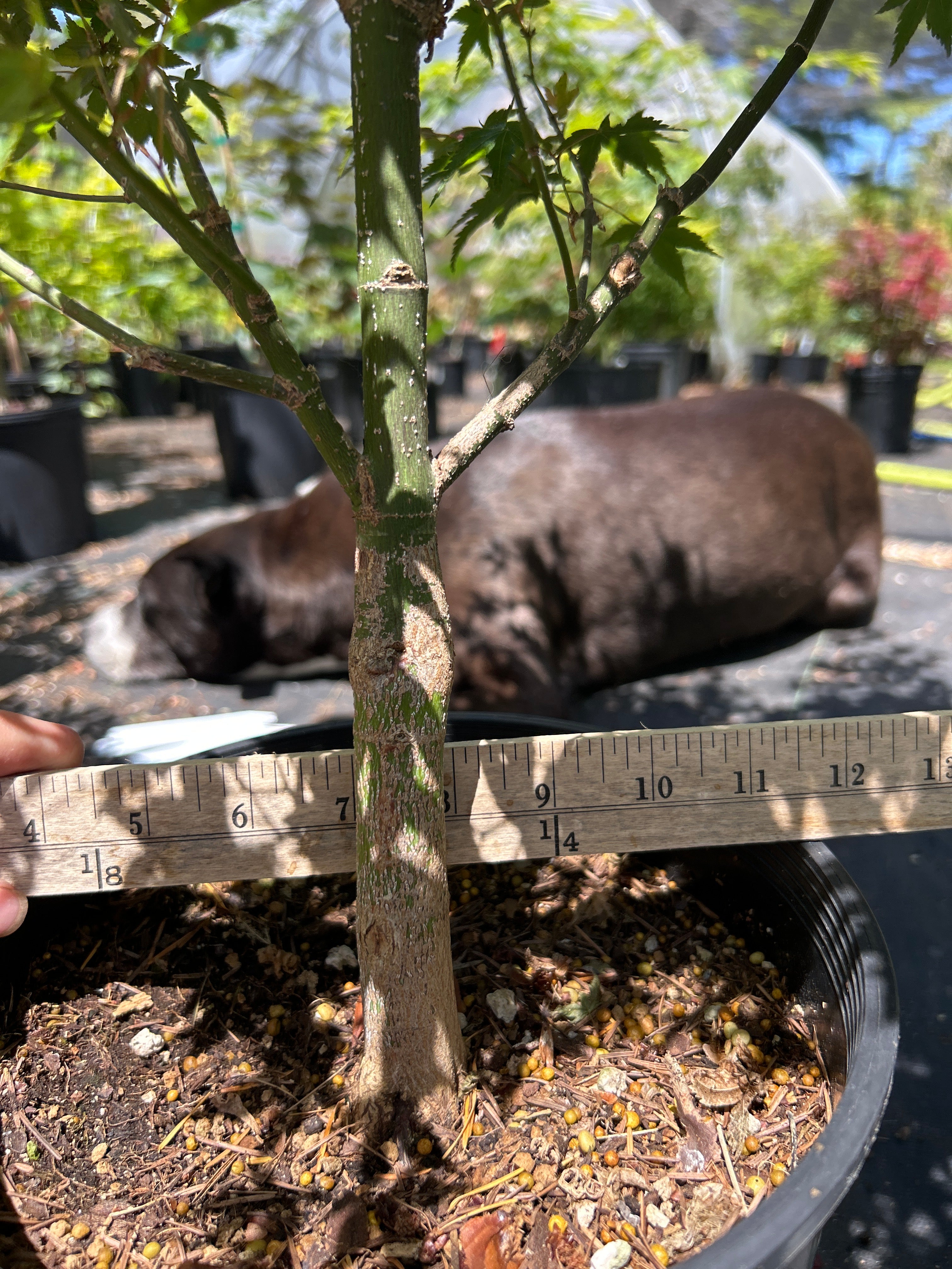 Murasaki Kiyhome Pre Bonsai 5-6 yr (#59)