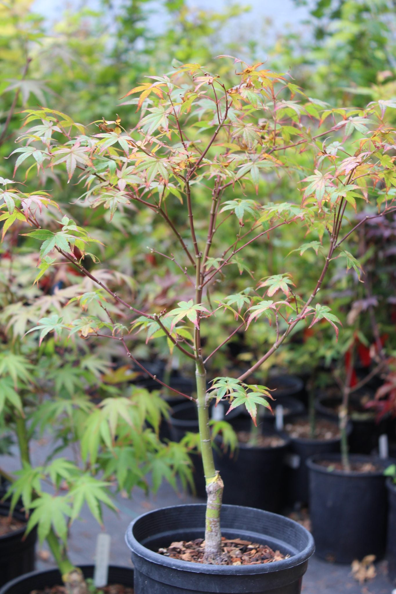 Beni Tsukasa Pre-Bonsai 2-3 Yr (#795)