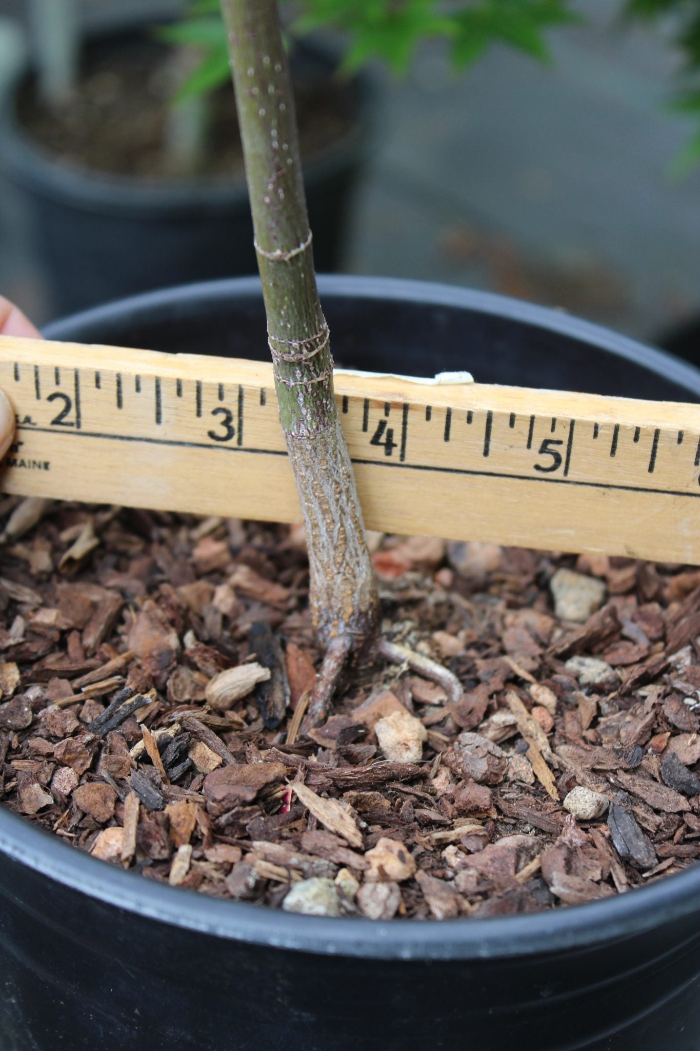 Red Japanese Maple Seedling 2 Yr Pre-Bonsai (#771)