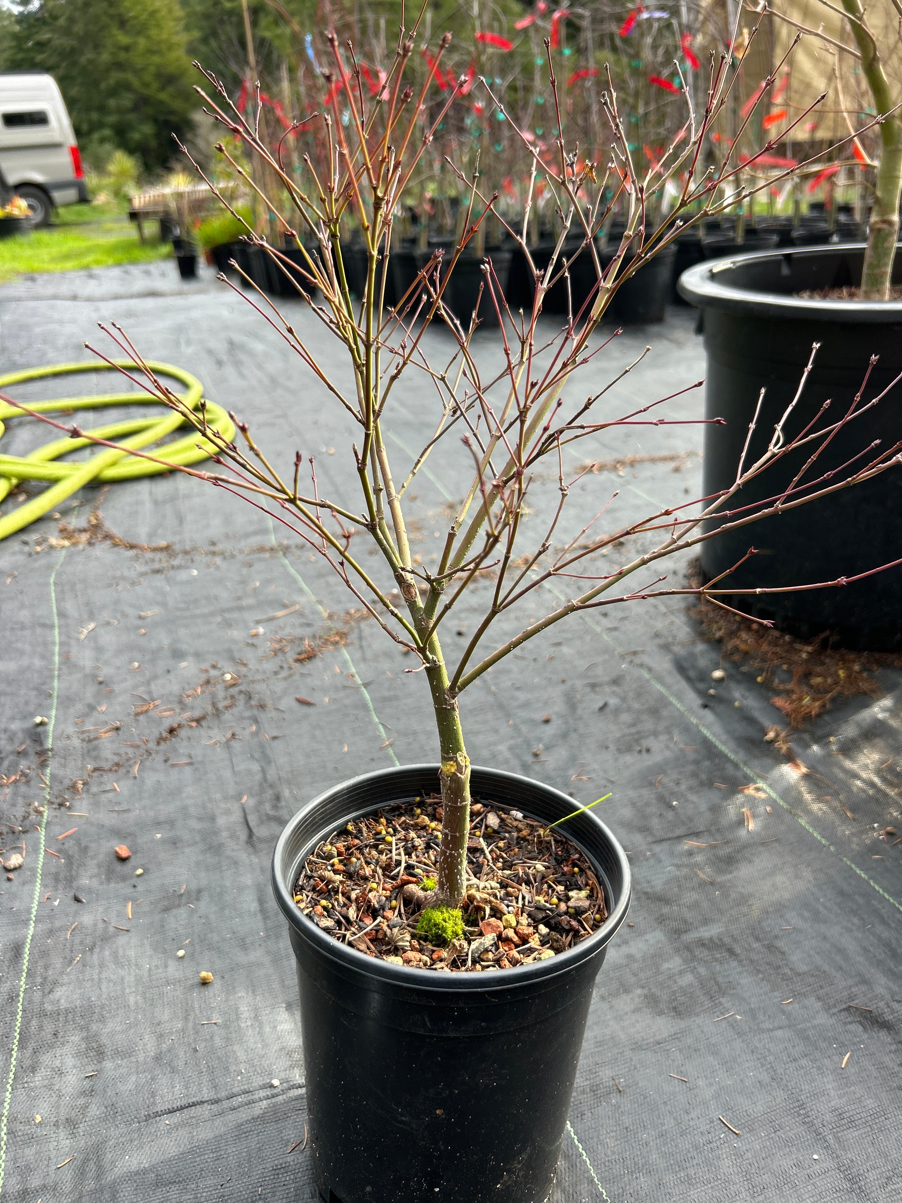 Murasaki Kiyohime 2-3 Year Pre Bonsai (#655)