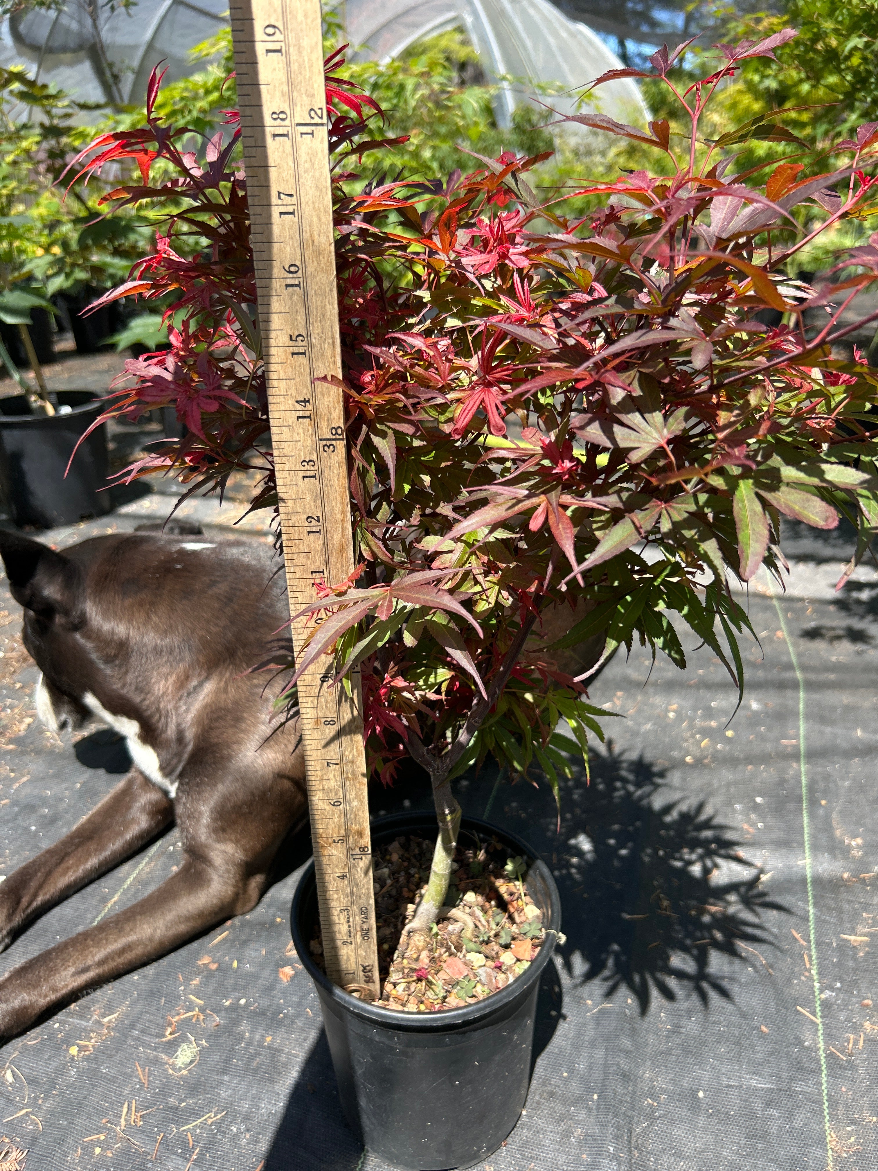 Fireball Pre Bonsai 2-3 Yr (#57)