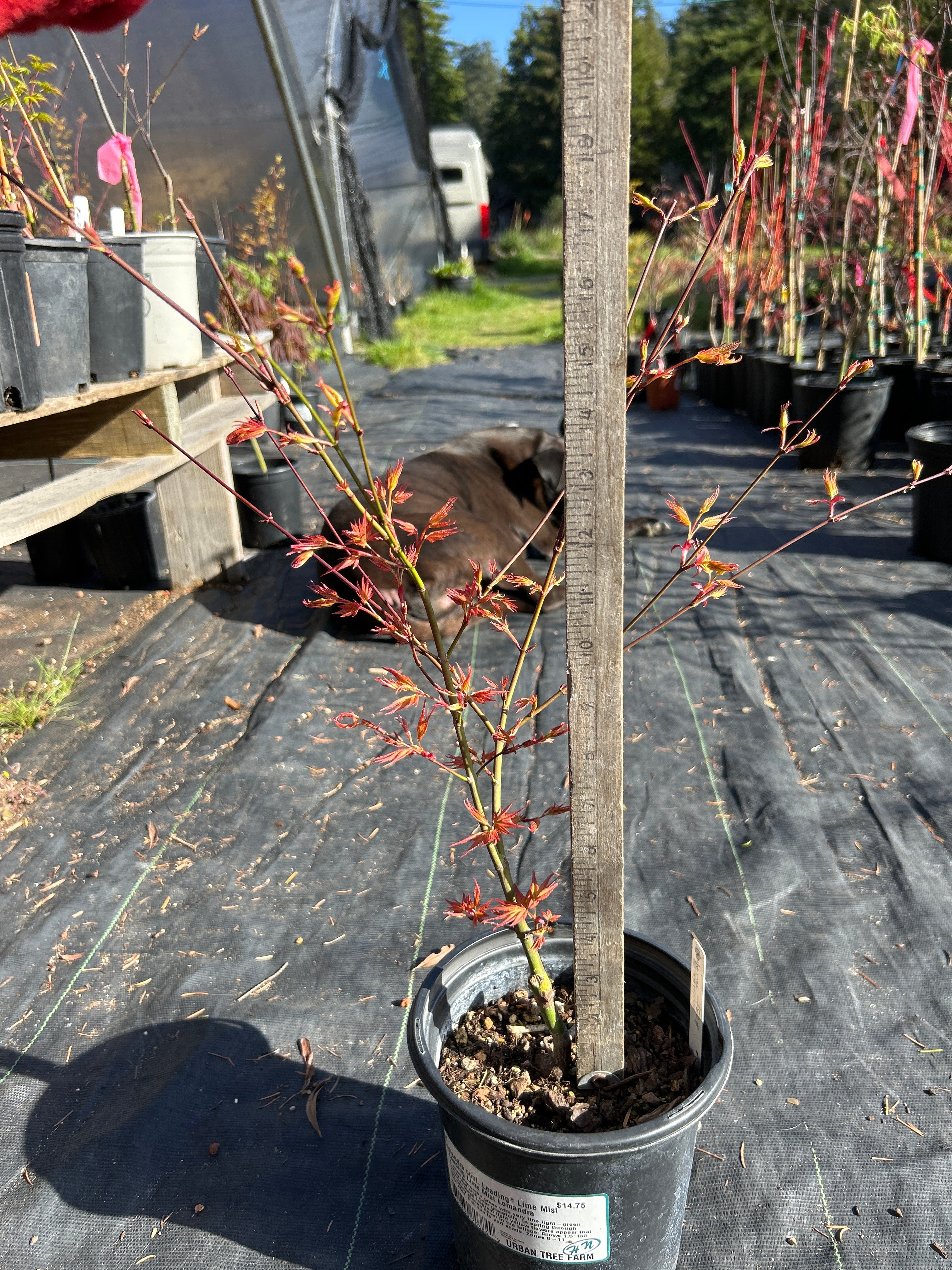 Hino Tori Nishiki pre bonsai 1-2 year (#931)