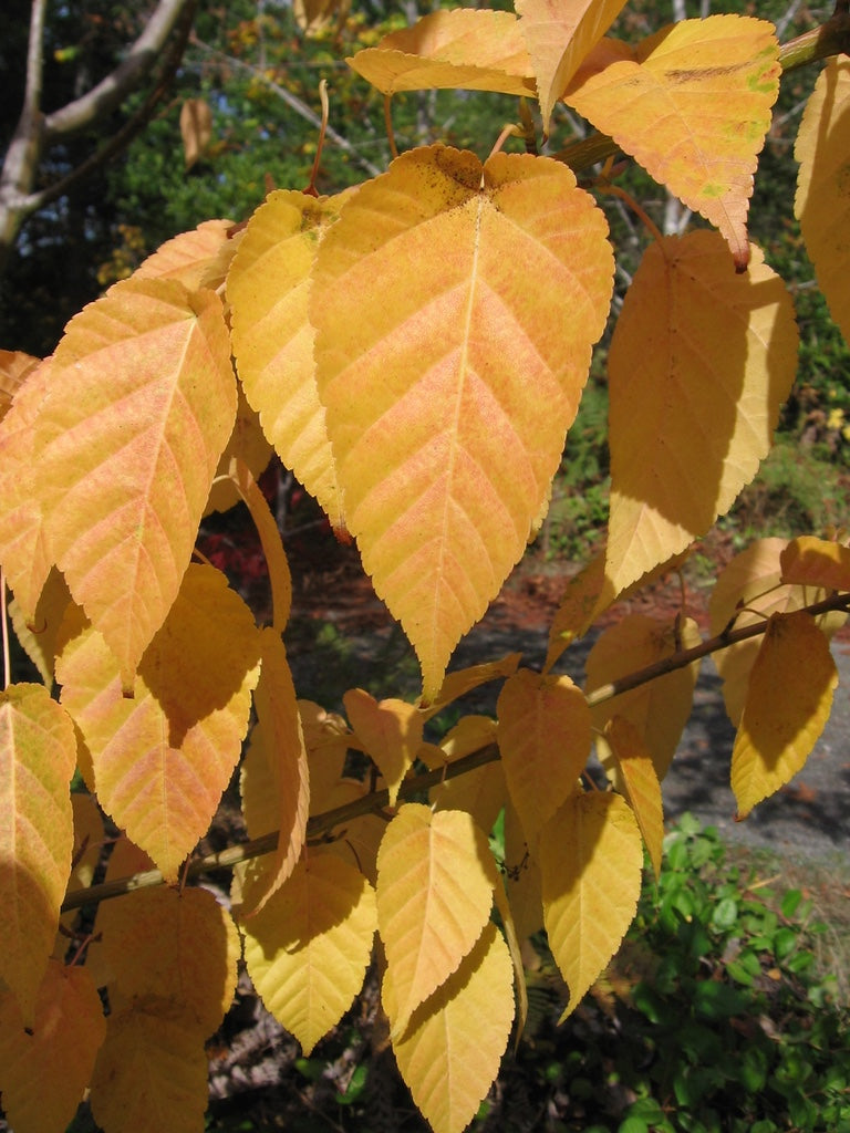 Acer davidii