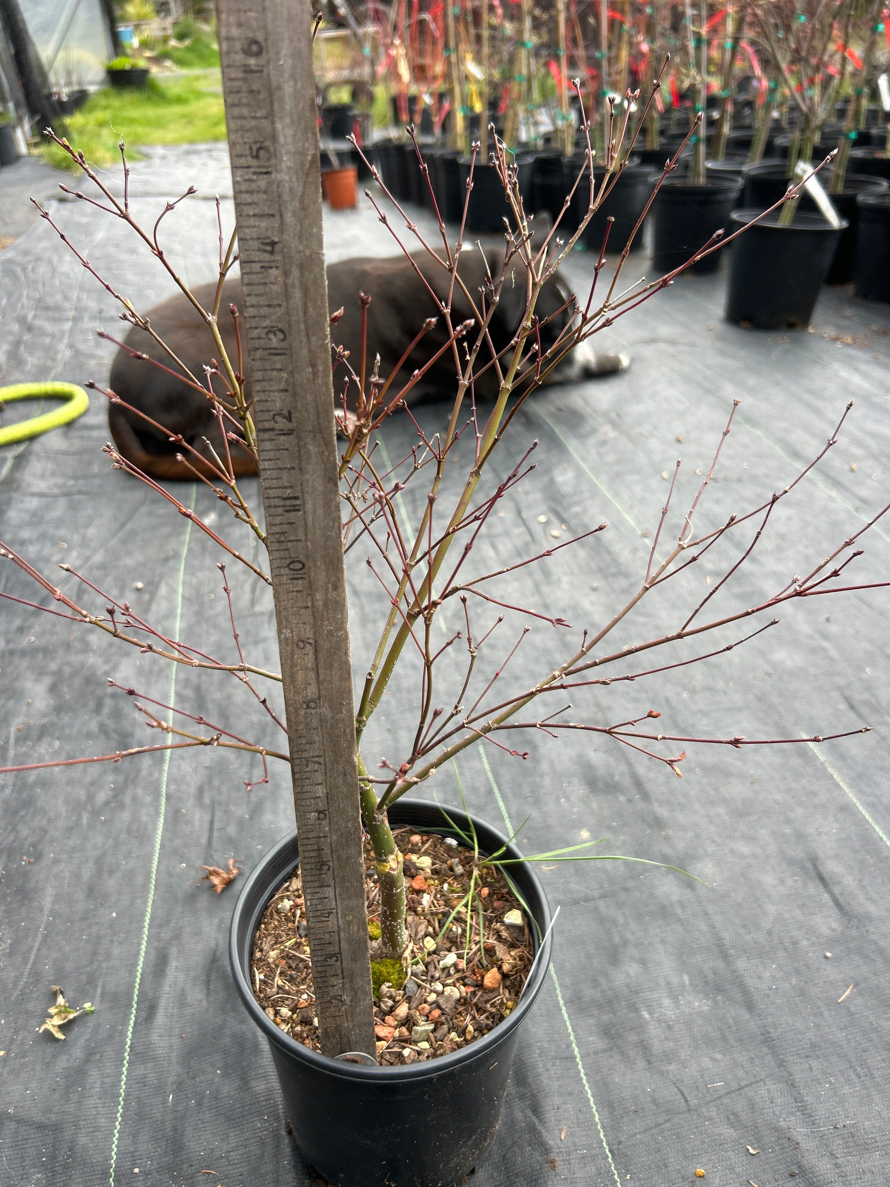 Murasaki Kiyhome Pre Bonsai 3 Year (#805)