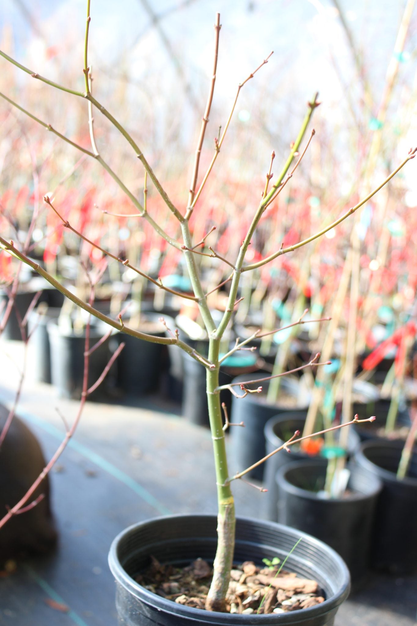 Katsura Hime 2 Yr. Pre Bonsai (#809)