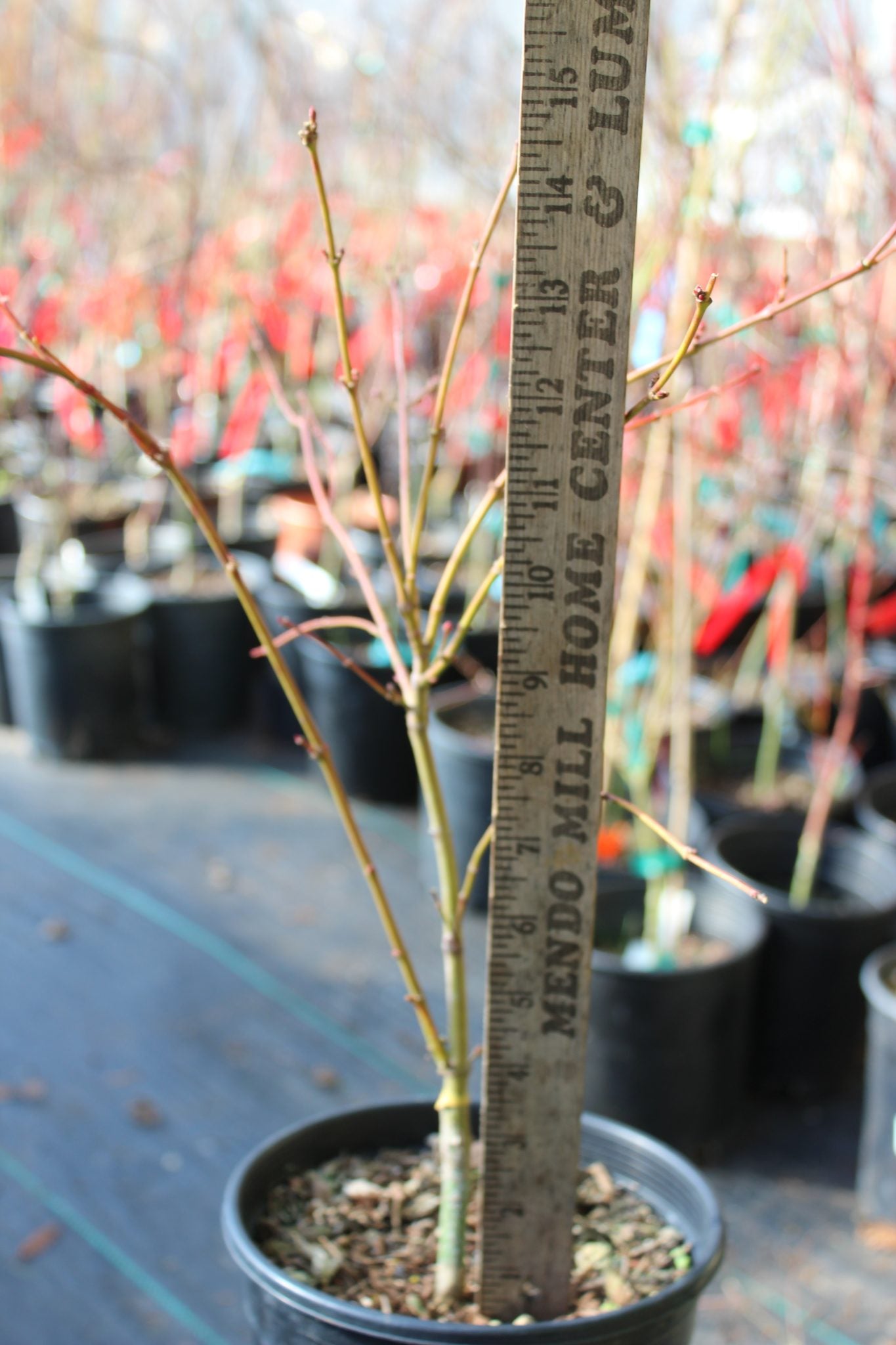 Aka Kawa Hime Pre-Bonsai (#800)